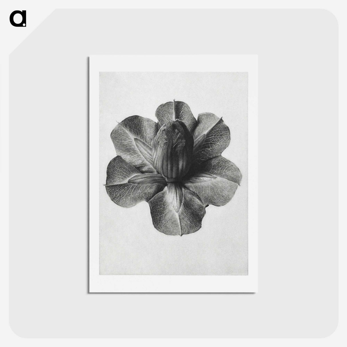 1-36_Karl-Blossfeldt_hagaki
