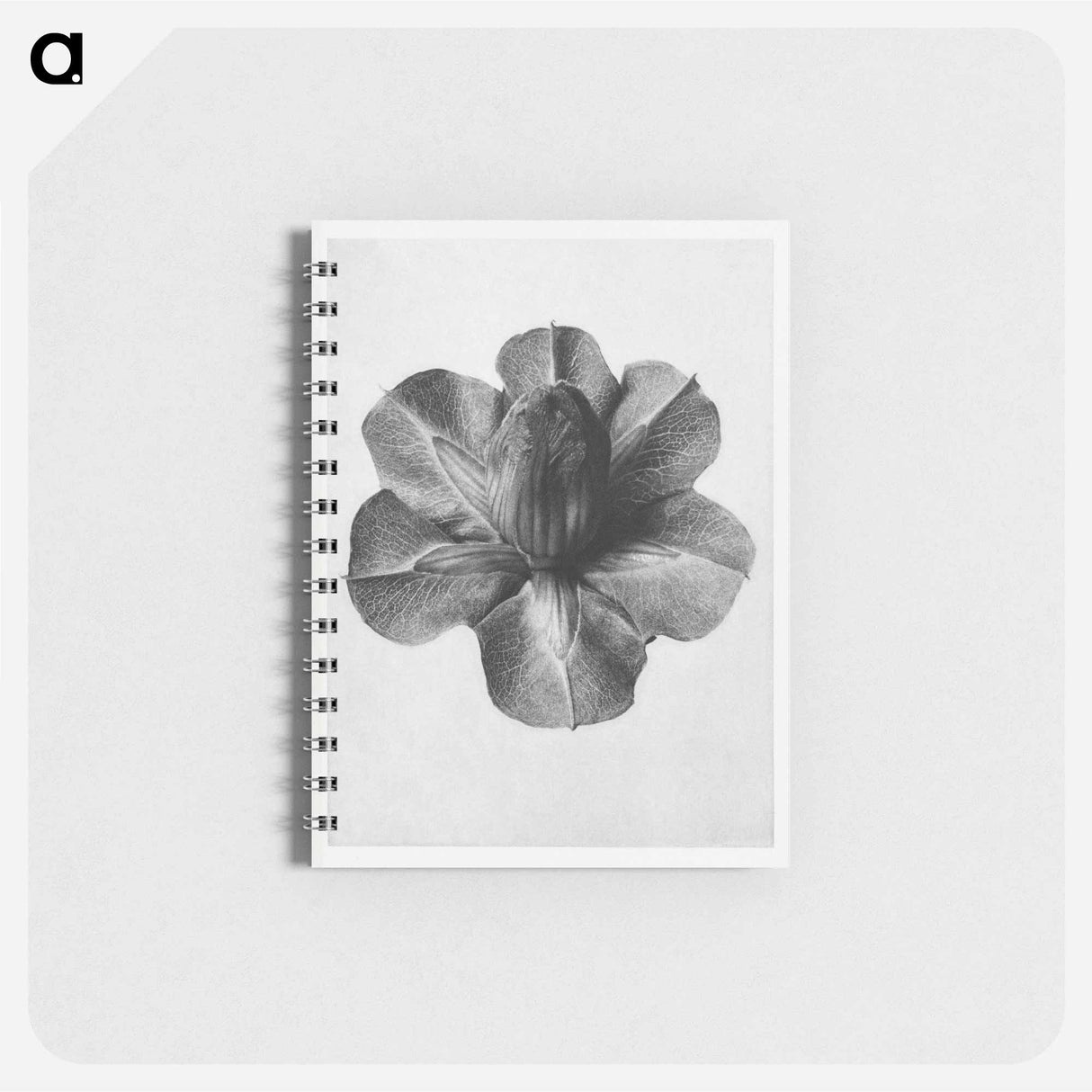 Cobaea Scandens - カール ブロスフェルト Memo.