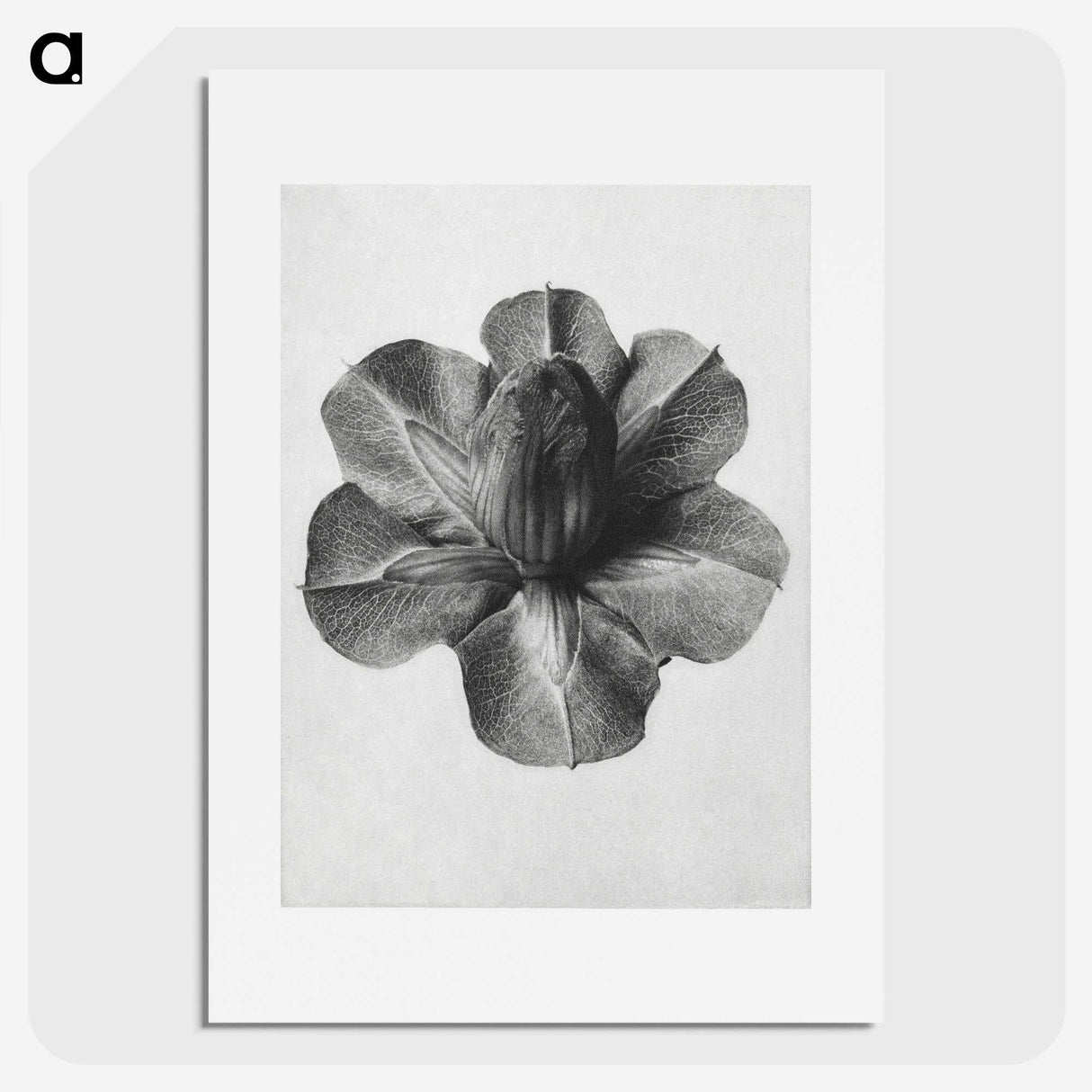 1-36_Karl-Blossfeldt_picture