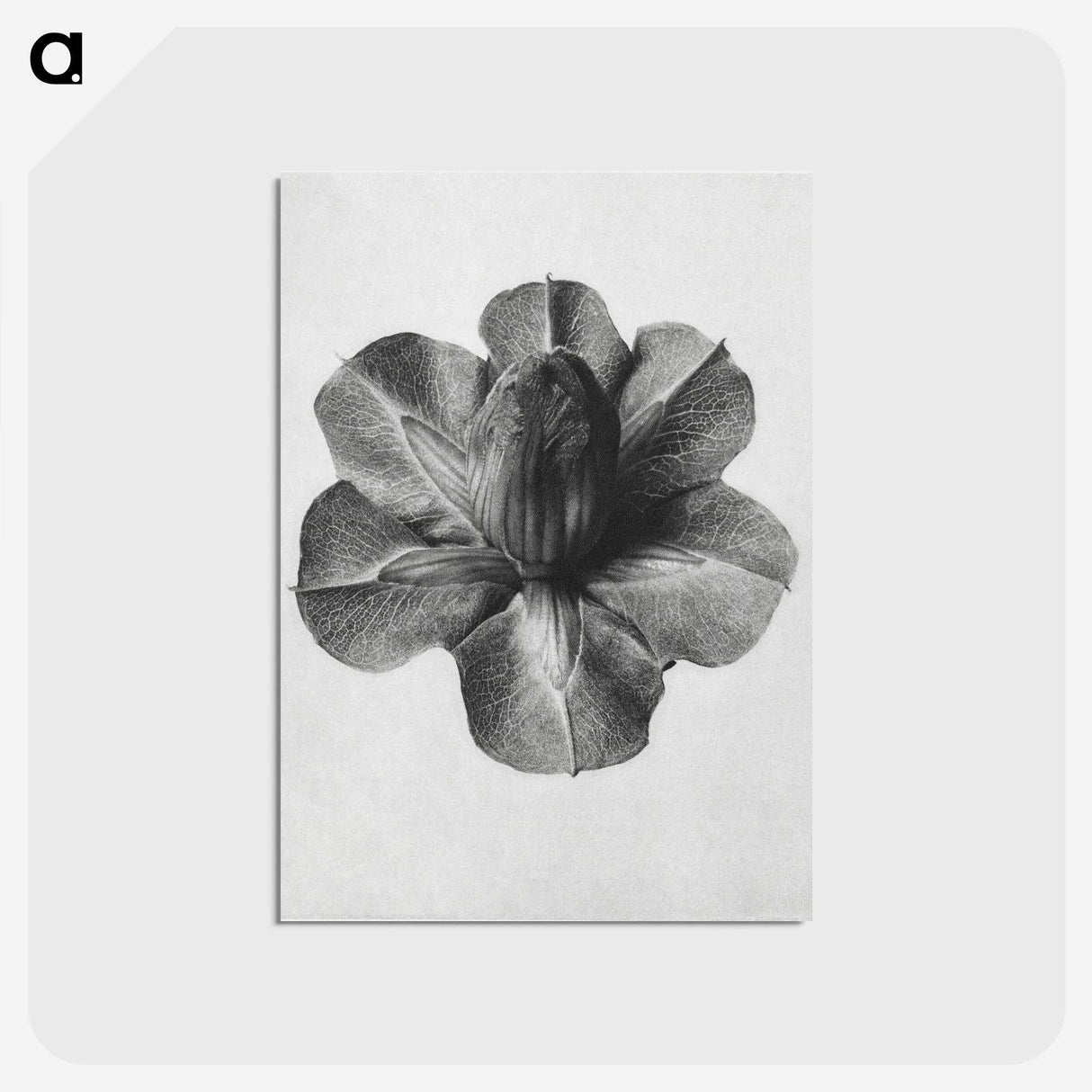 1-36_Karl-Blossfeldt_postcard