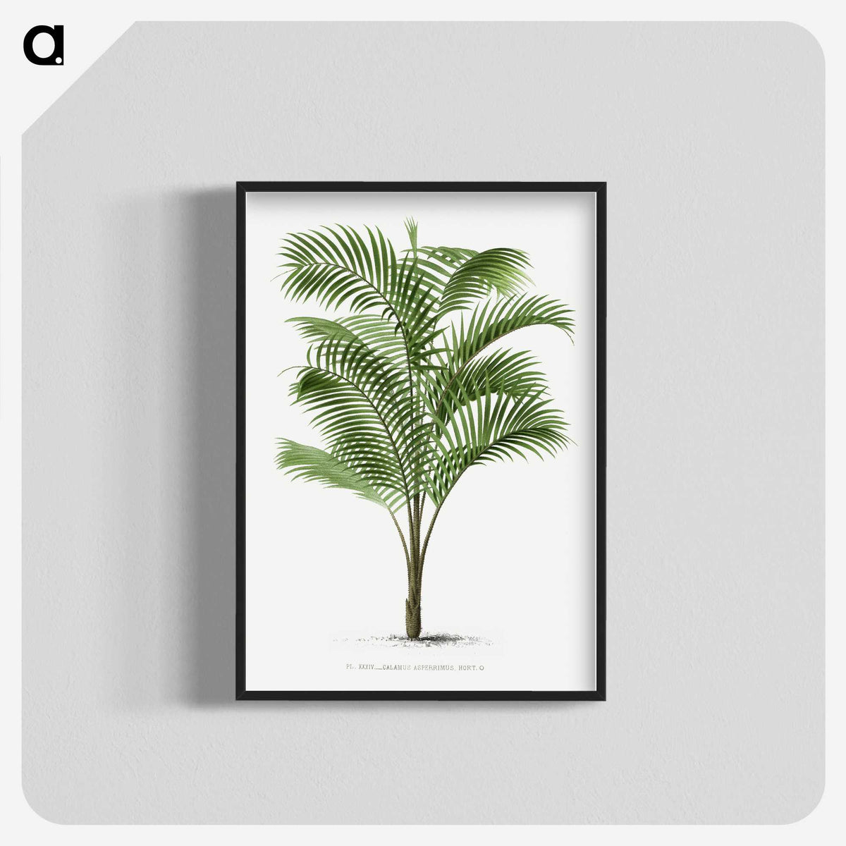 1-36_Les-Palmiers-Histoire-Iconographique_blk-crop