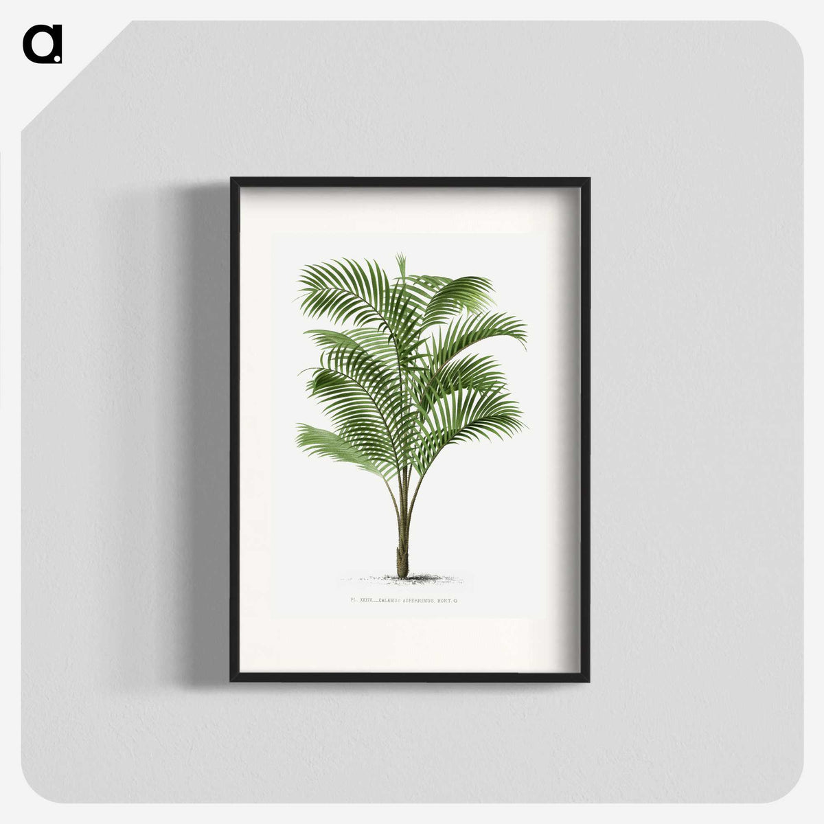 1-36_Les-Palmiers-Histoire-Iconographique_blk