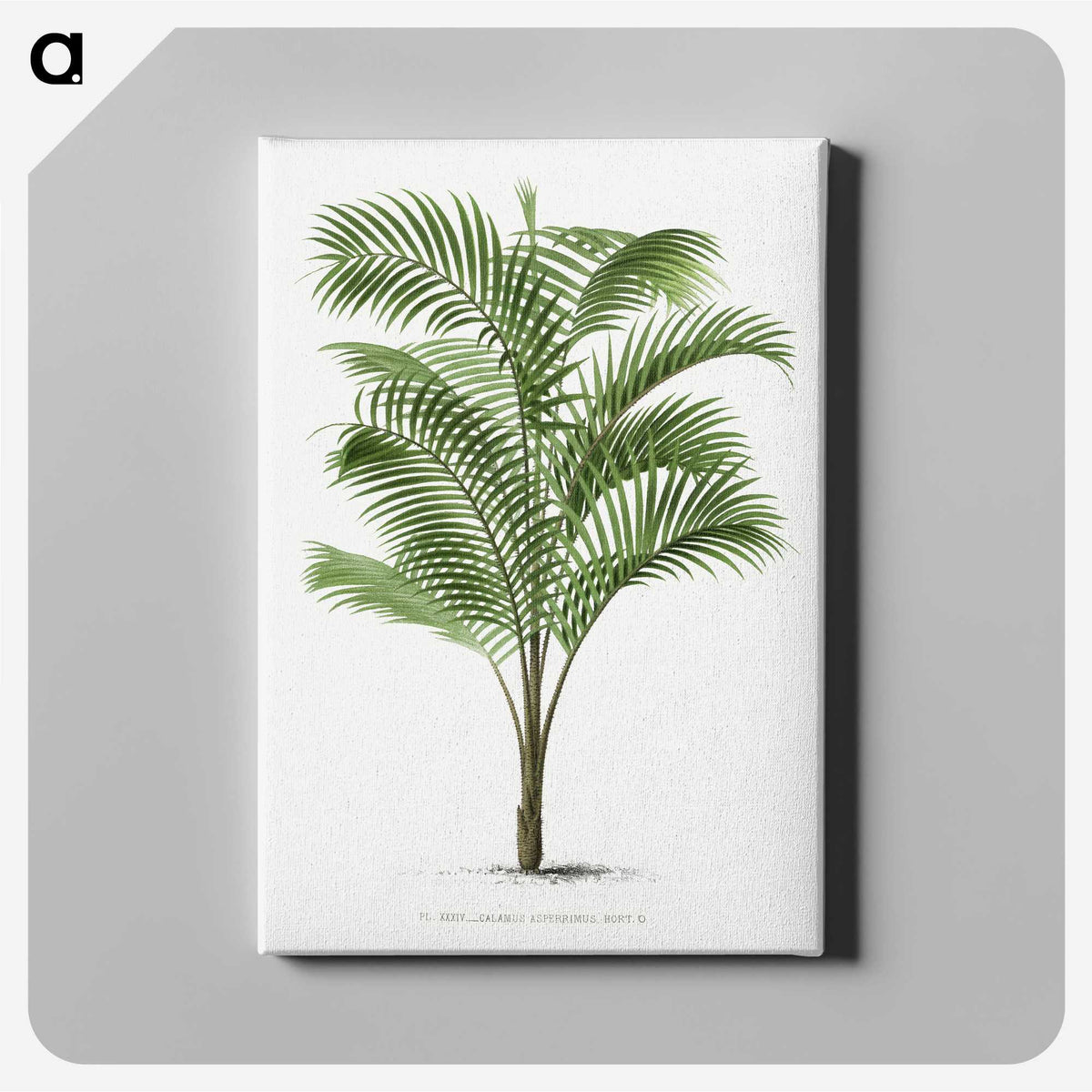 1-36_Les-Palmiers-Histoire-Iconographique_canvas