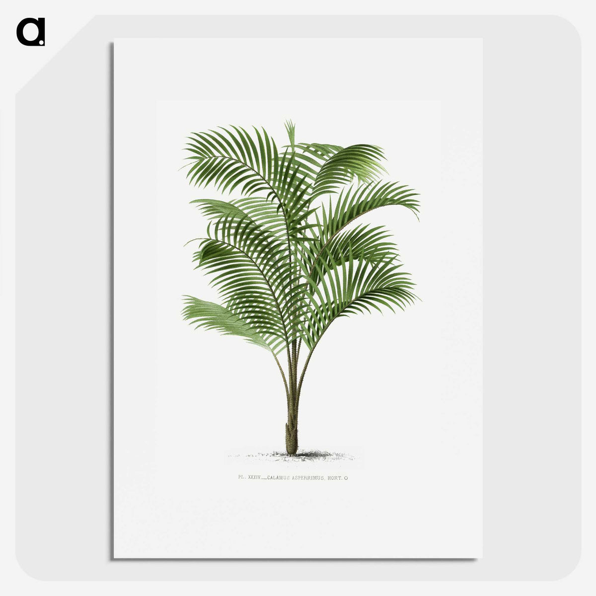 1-36_Les-Palmiers-Histoire-Iconographique_picture