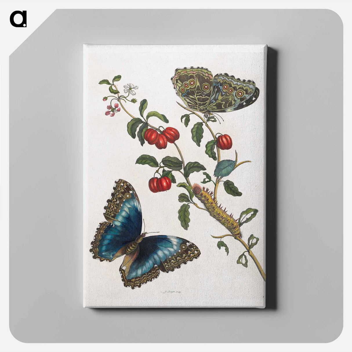 アートパネル-Great Blue Butterflies and Red Fruits
- マリア ジビーラ メーリアン Canvas.