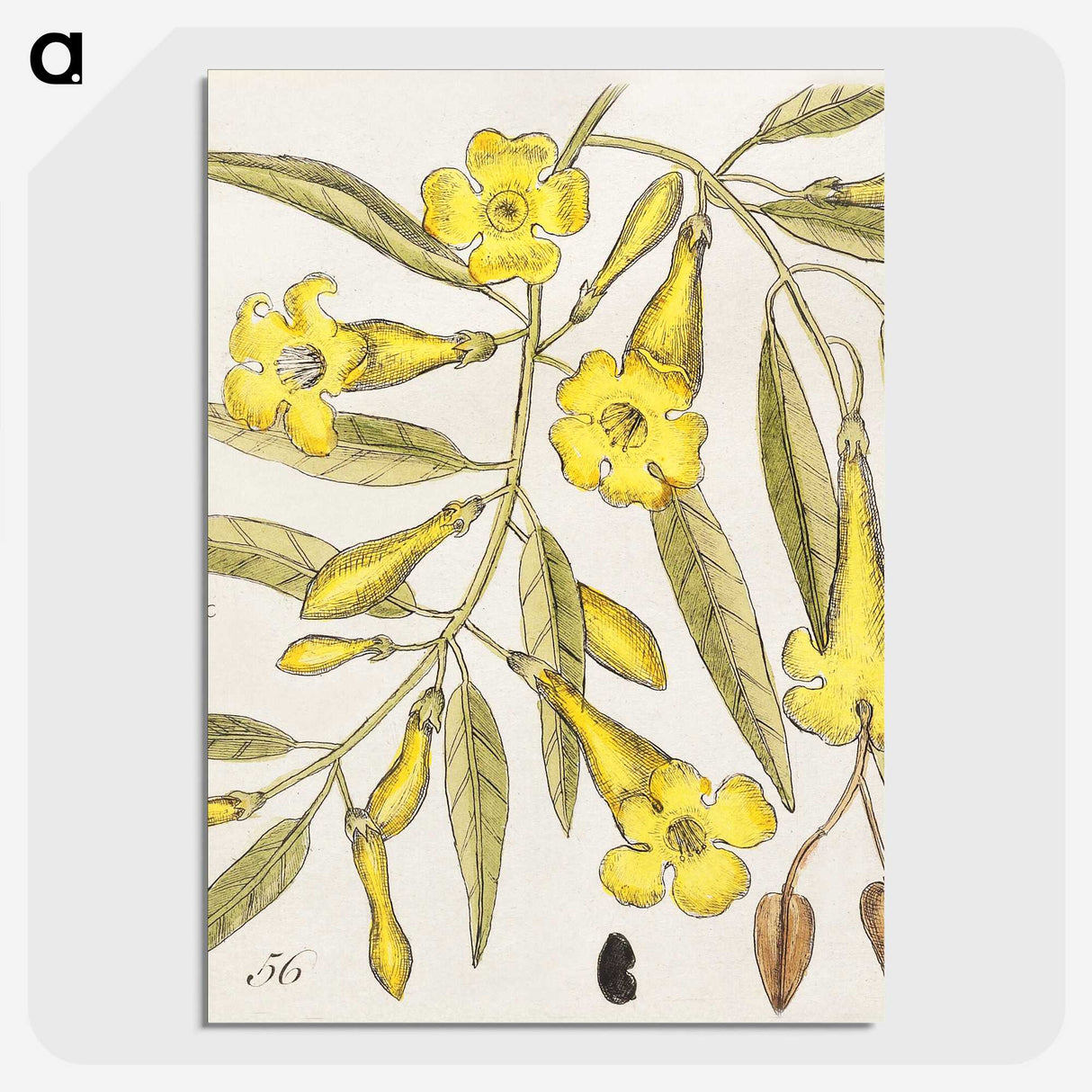 1-36_Mark-Catesby_picture-crop
