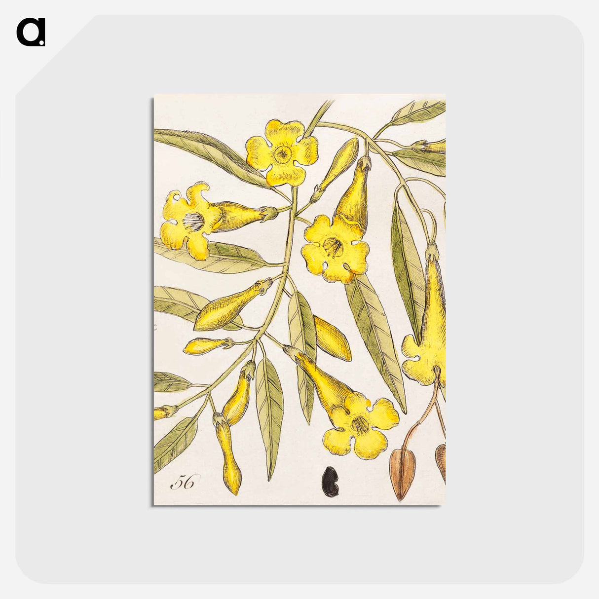 アートポストカード-Carolina Flora
- マーク ケイツビー Postcard.