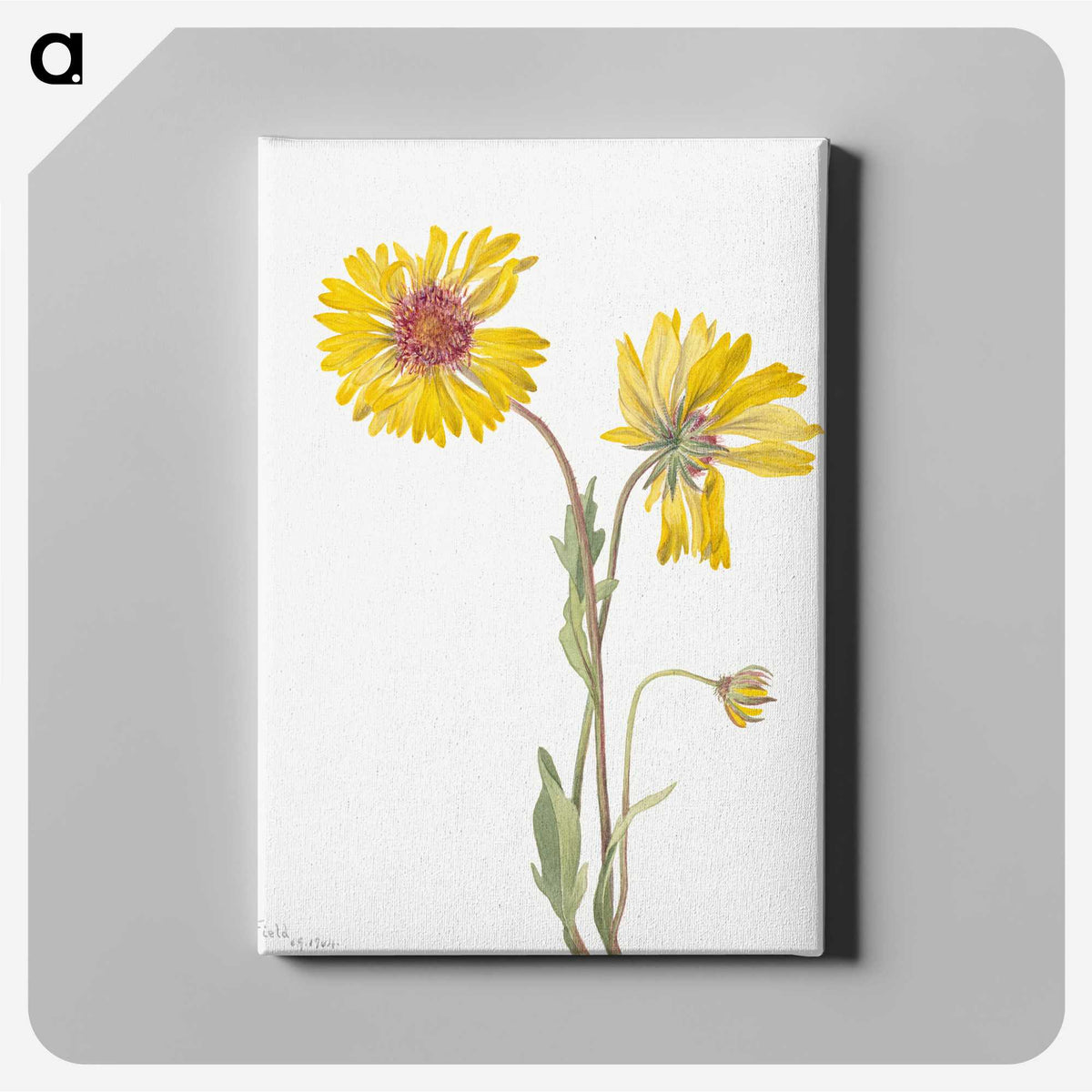 1-36_Mary-Vaux-Walcott_canvas