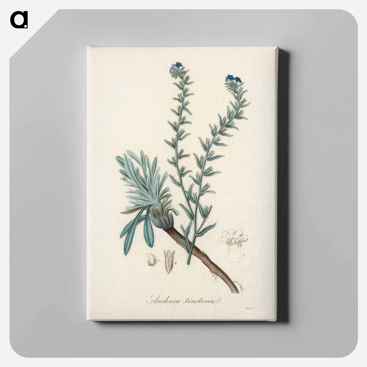 アートパネル-Common Bugloss Illustration
- 薬用植物学 Canvas.