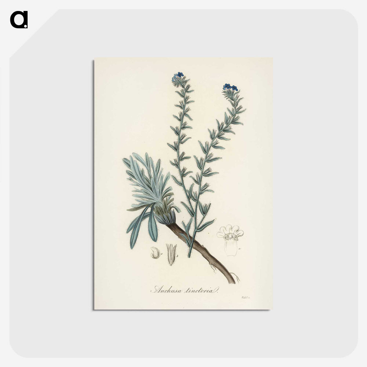 1-36_Medical-Botany_postcard
