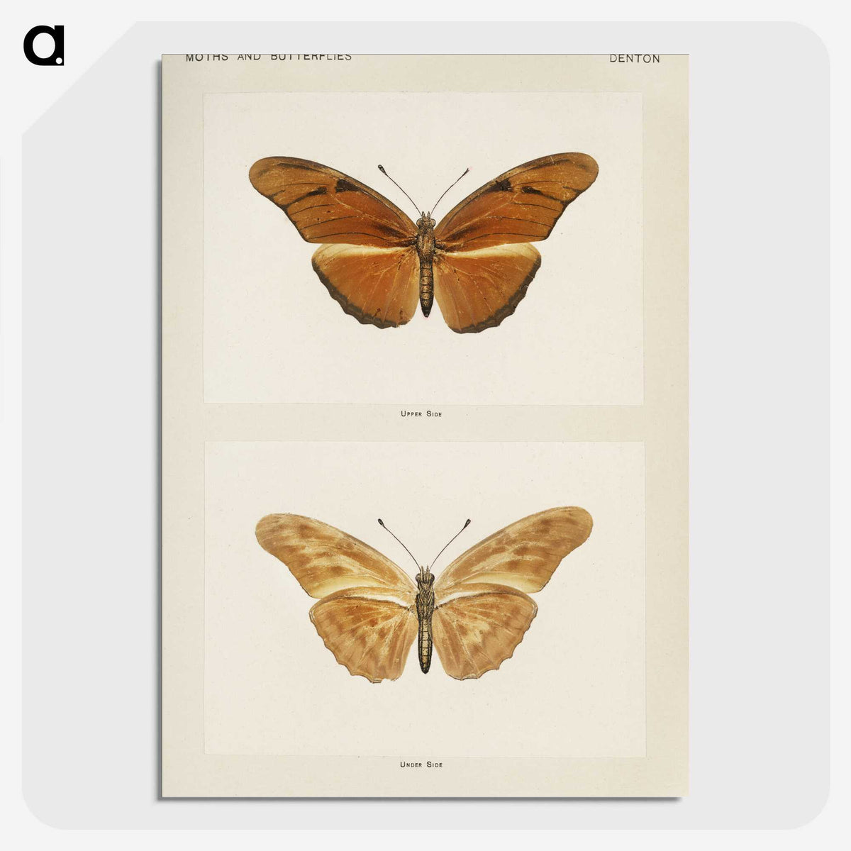 1-36_Moths-and-Butterflies-of-the-United-States_picture-crop