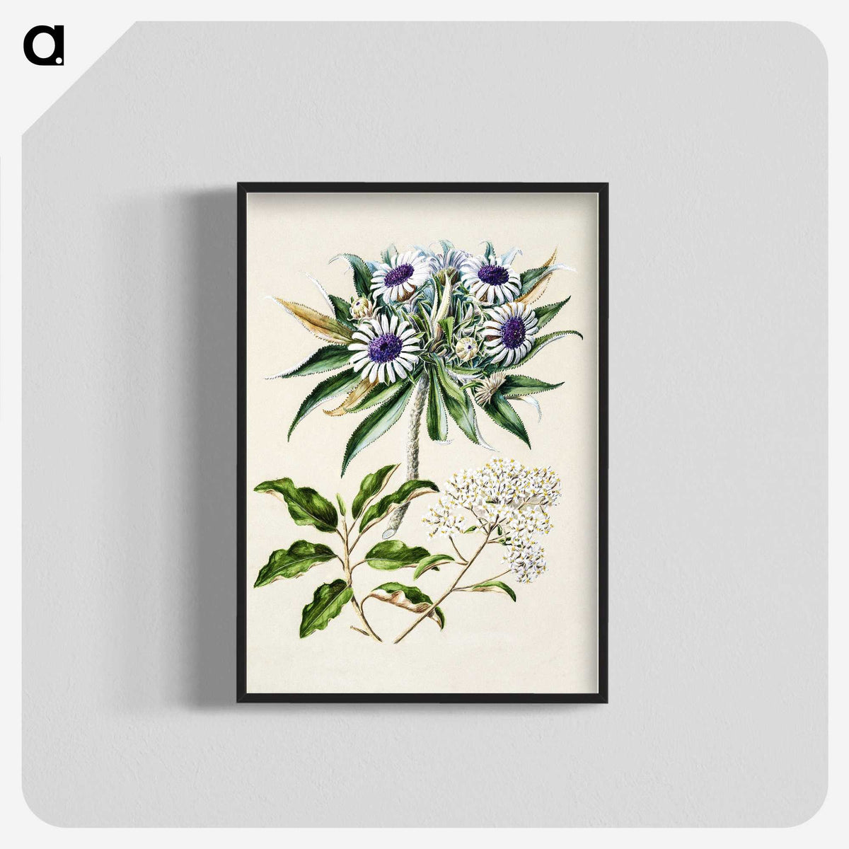 1-36_Native-Flowering-Plants-of-New-Zealand_blk-crop