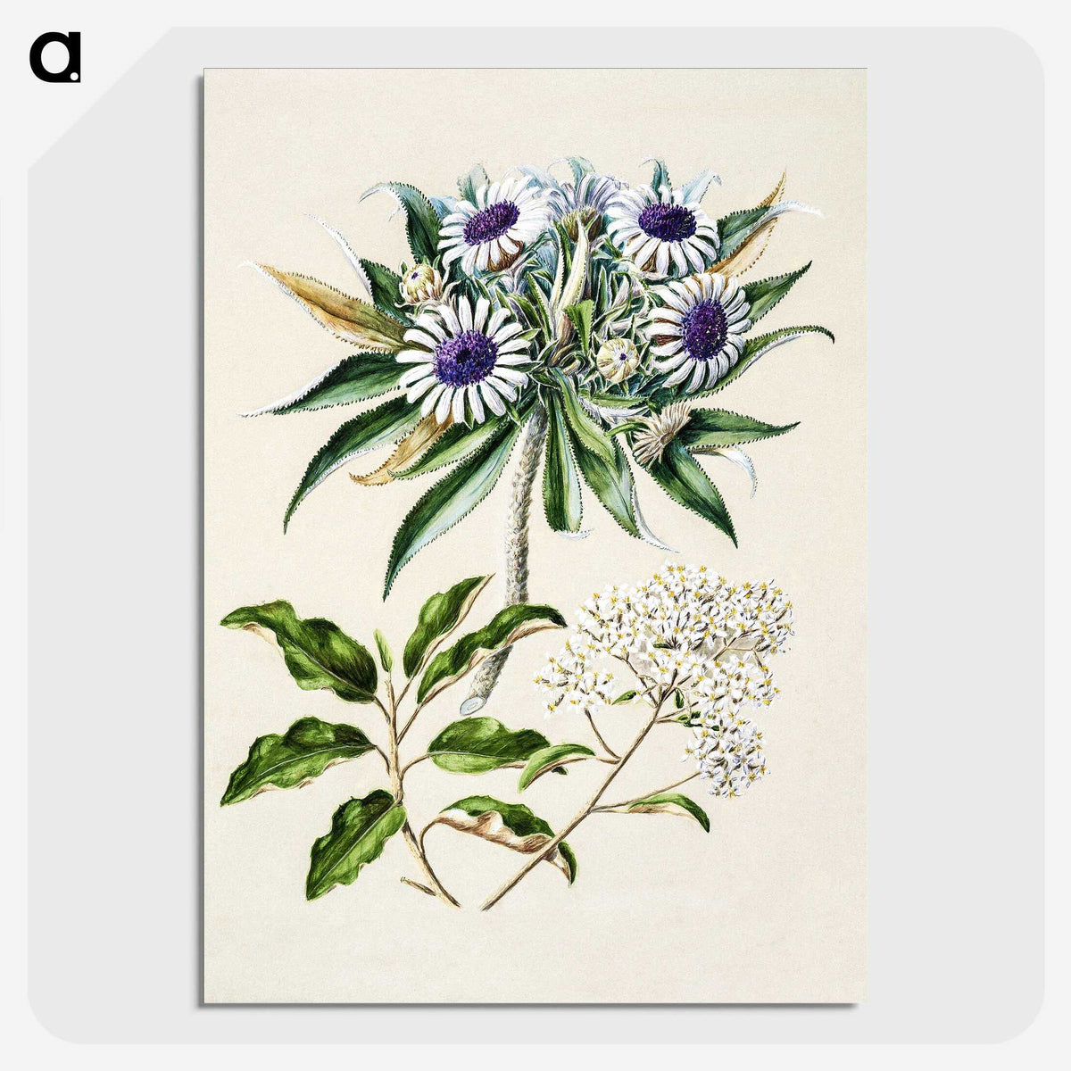 1-36_Native-Flowering-Plants-of-New-Zealand_picture-crop