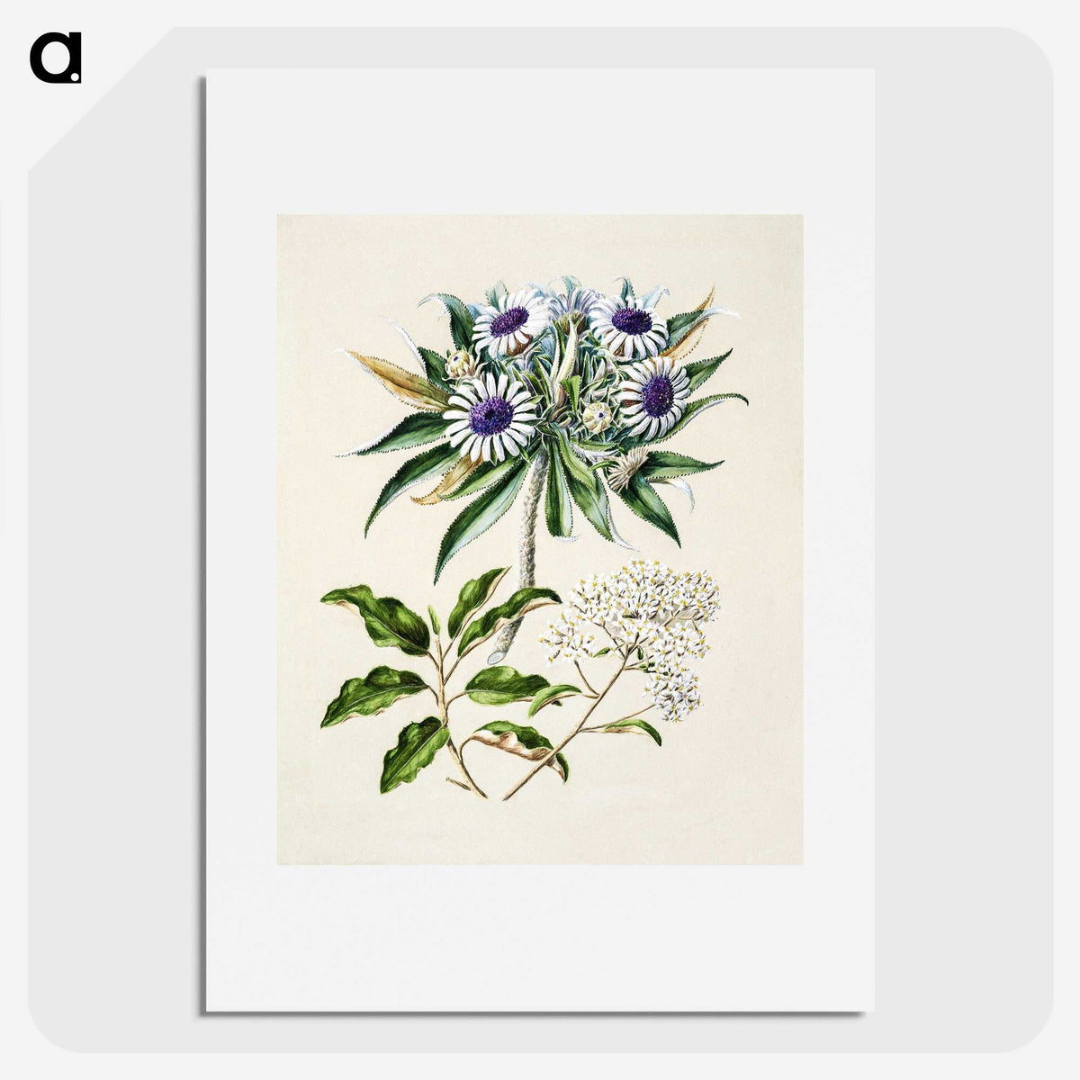 1-36_Native-Flowering-Plants-of-New-Zealand_picture