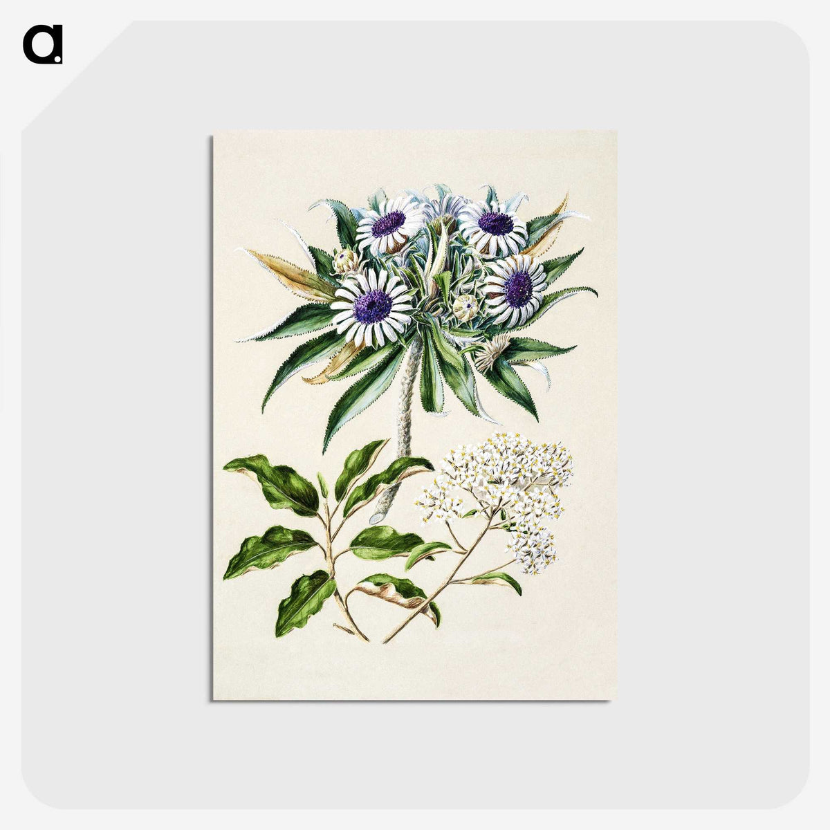 1-36_Native-Flowering-Plants-of-New-Zealand_postcard
