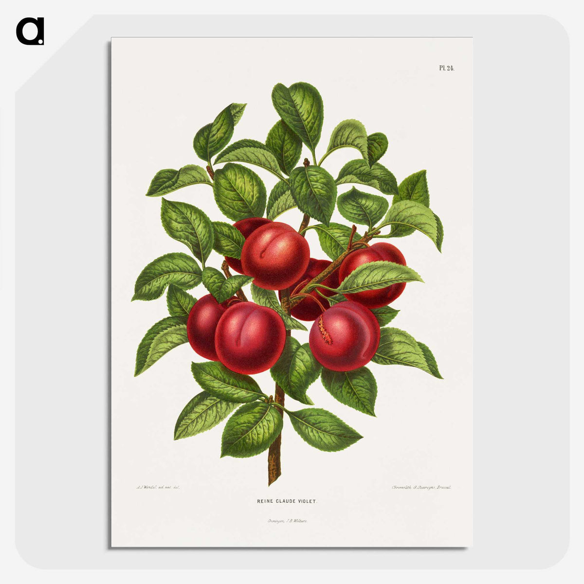 1-36_Nederlandsche-Flora-en-Pomona_picture-crop