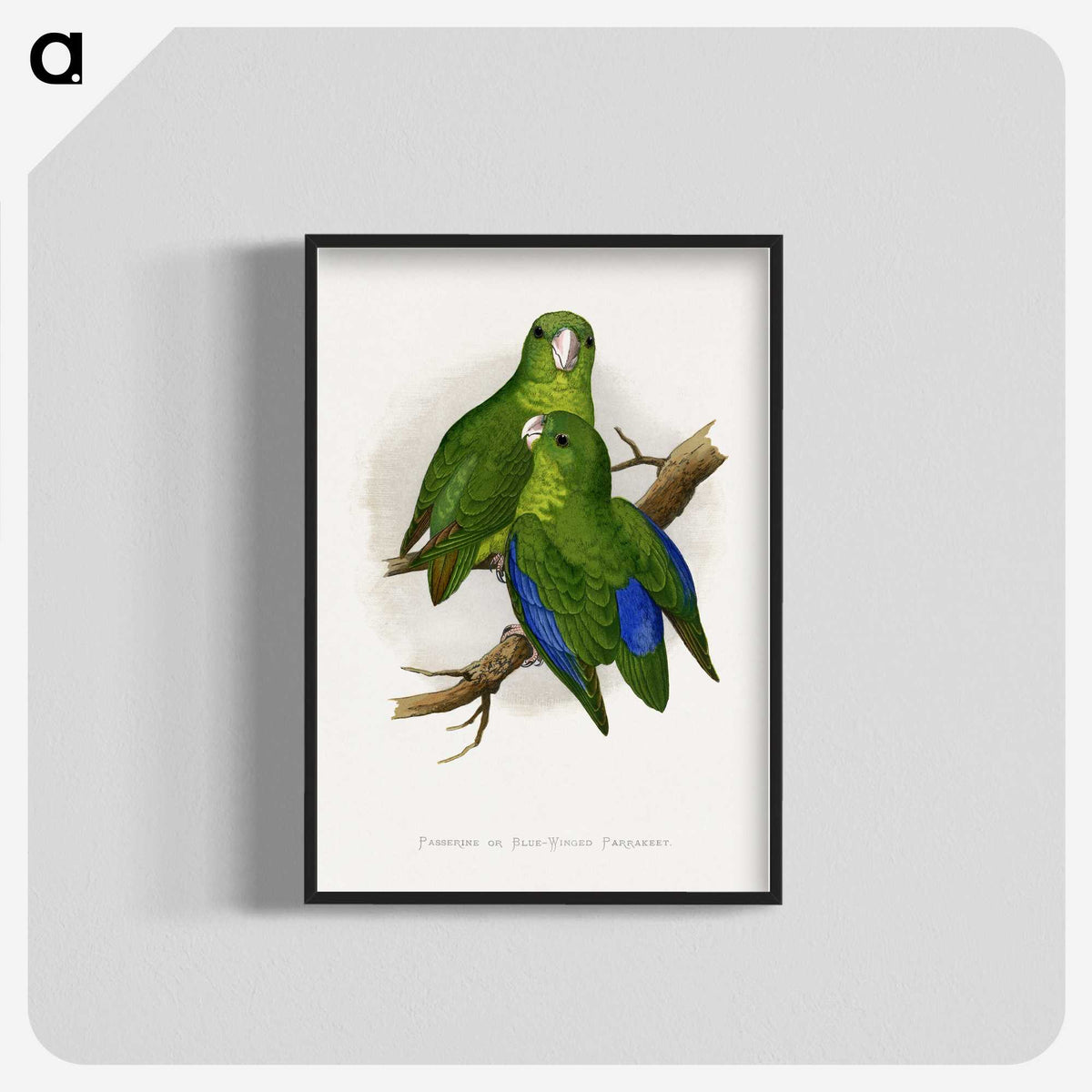 1-36_Parrots-in-Captivity_blk-crop