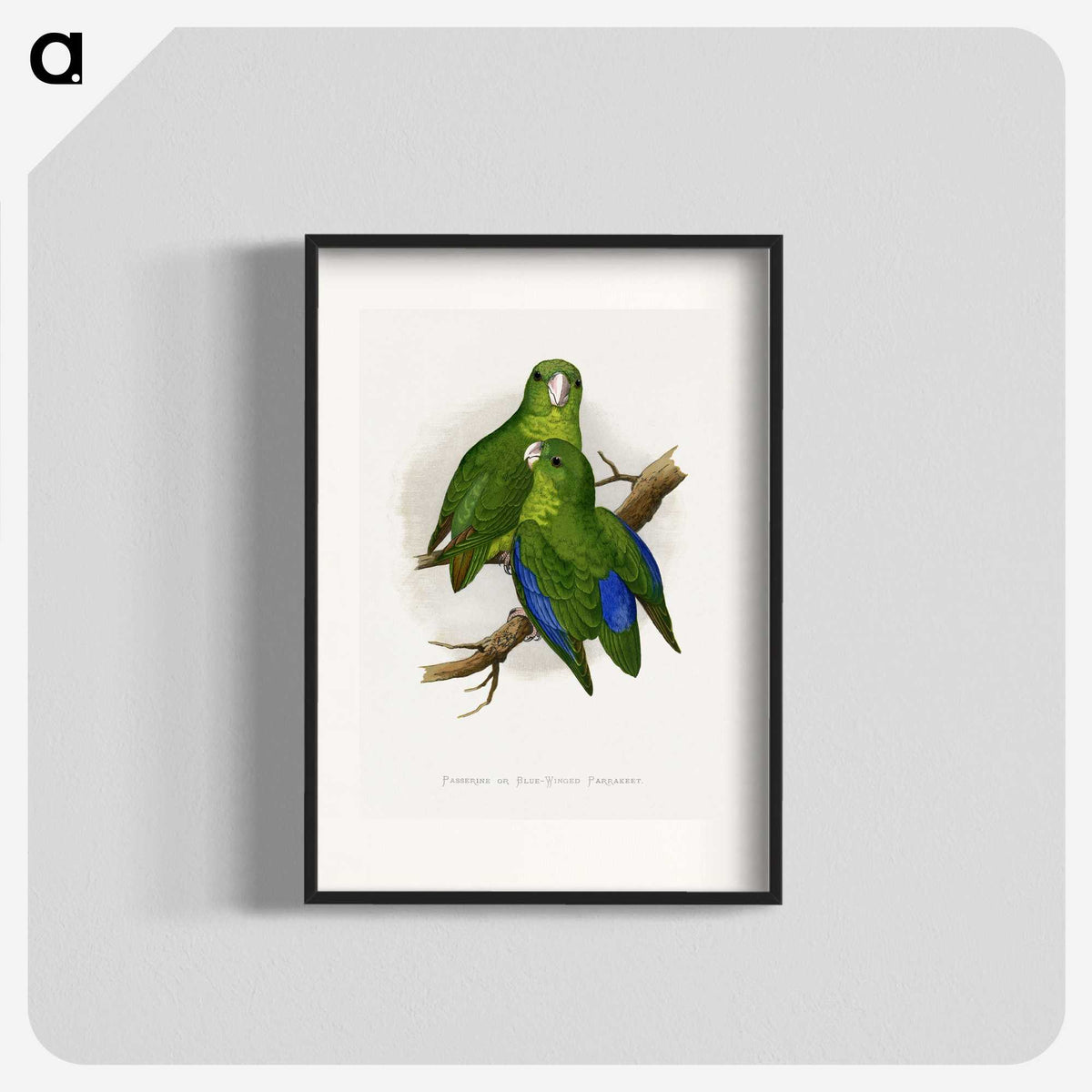 1-36_Parrots-in-Captivity_blk