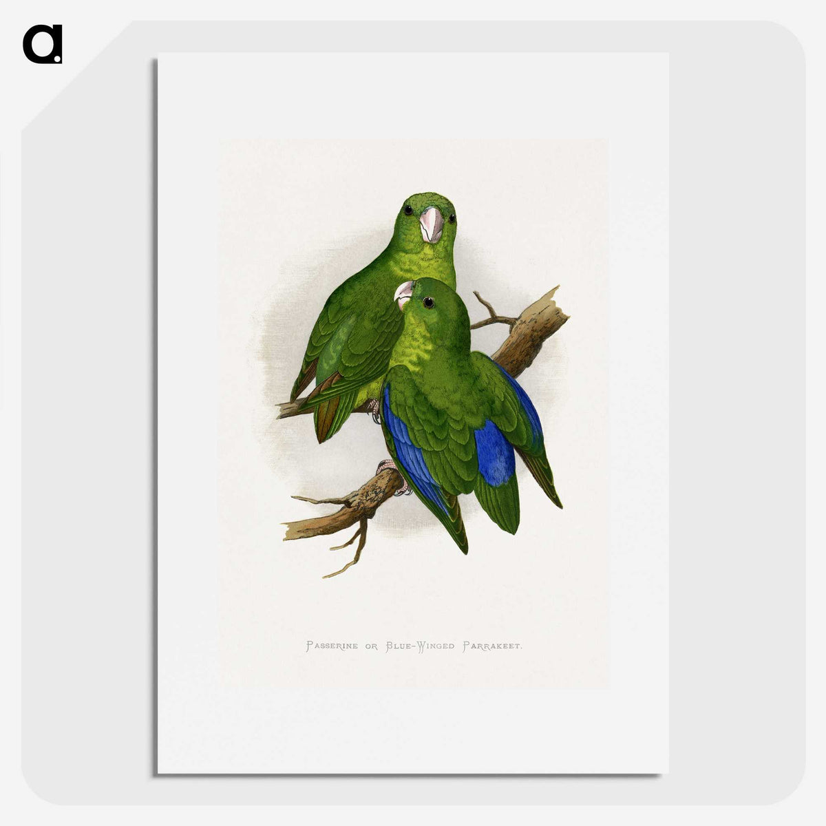1-36_Parrots-in-Captivity_picture