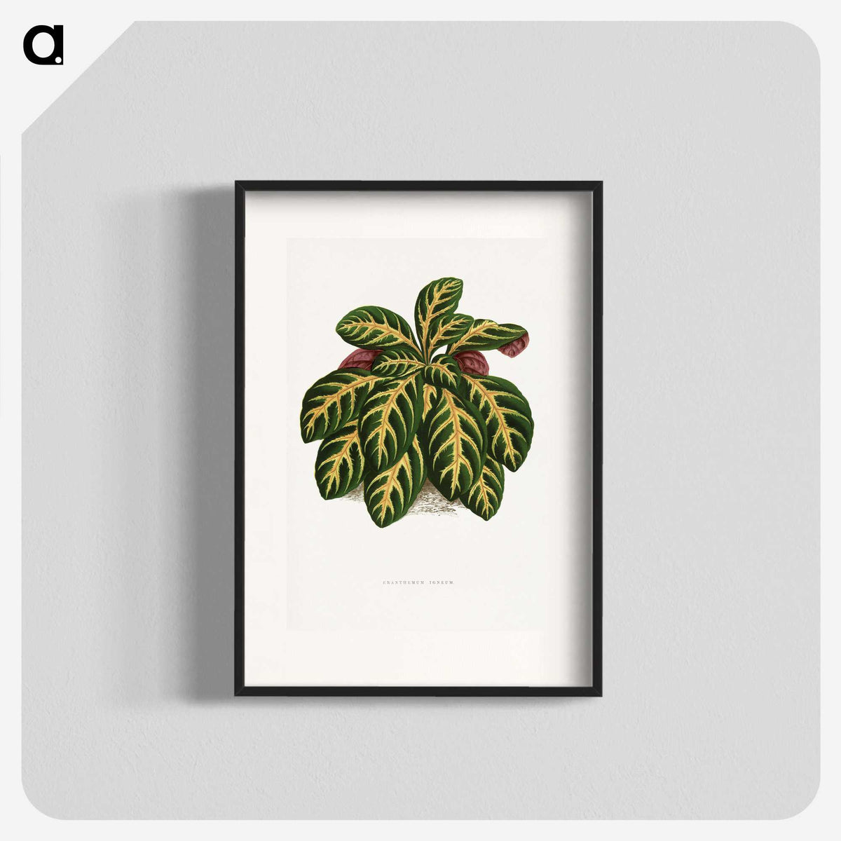 1-36_Plants-with-Colored-Foliage_blk