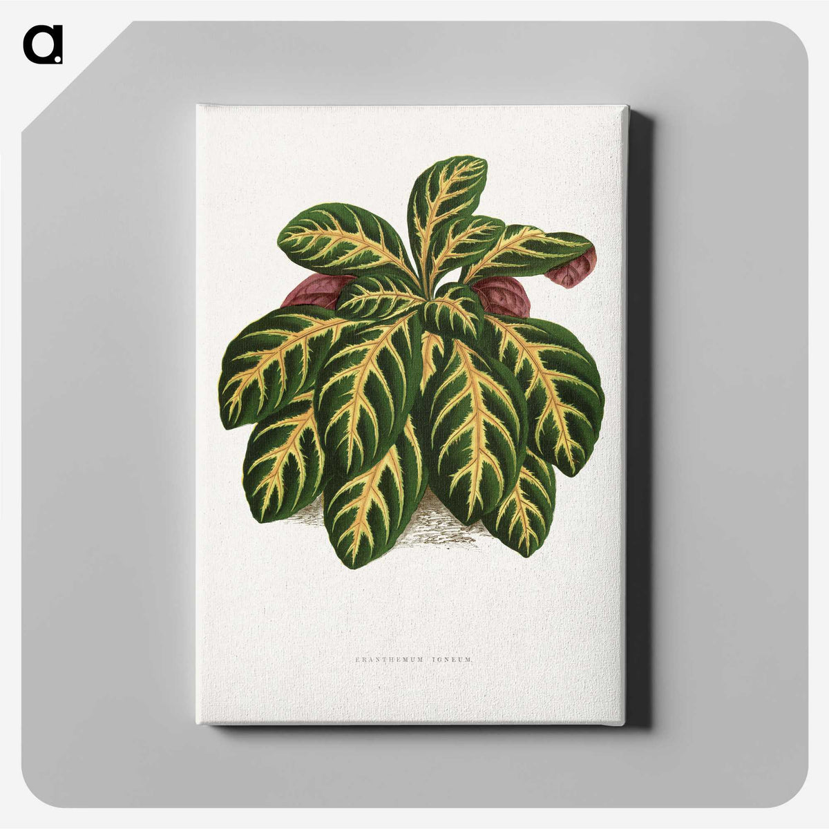 1-36_Plants-with-Colored-Foliage_canvas