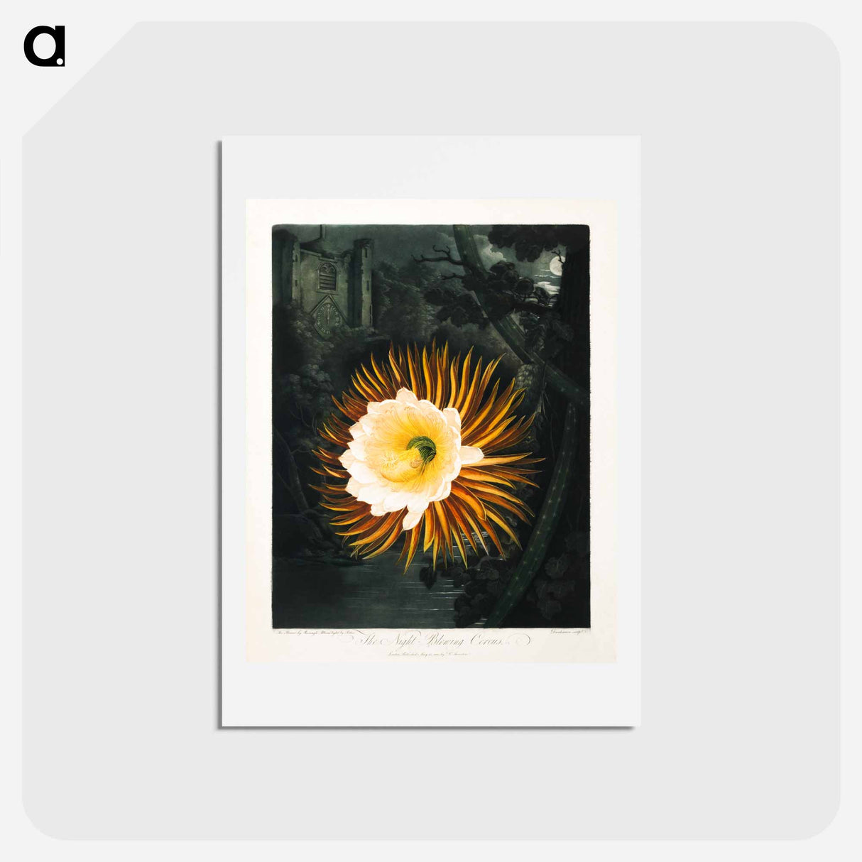 アートポストカード-The Night-Blowing Cereus
- ロバート ジョン ソーントン Postcard.
