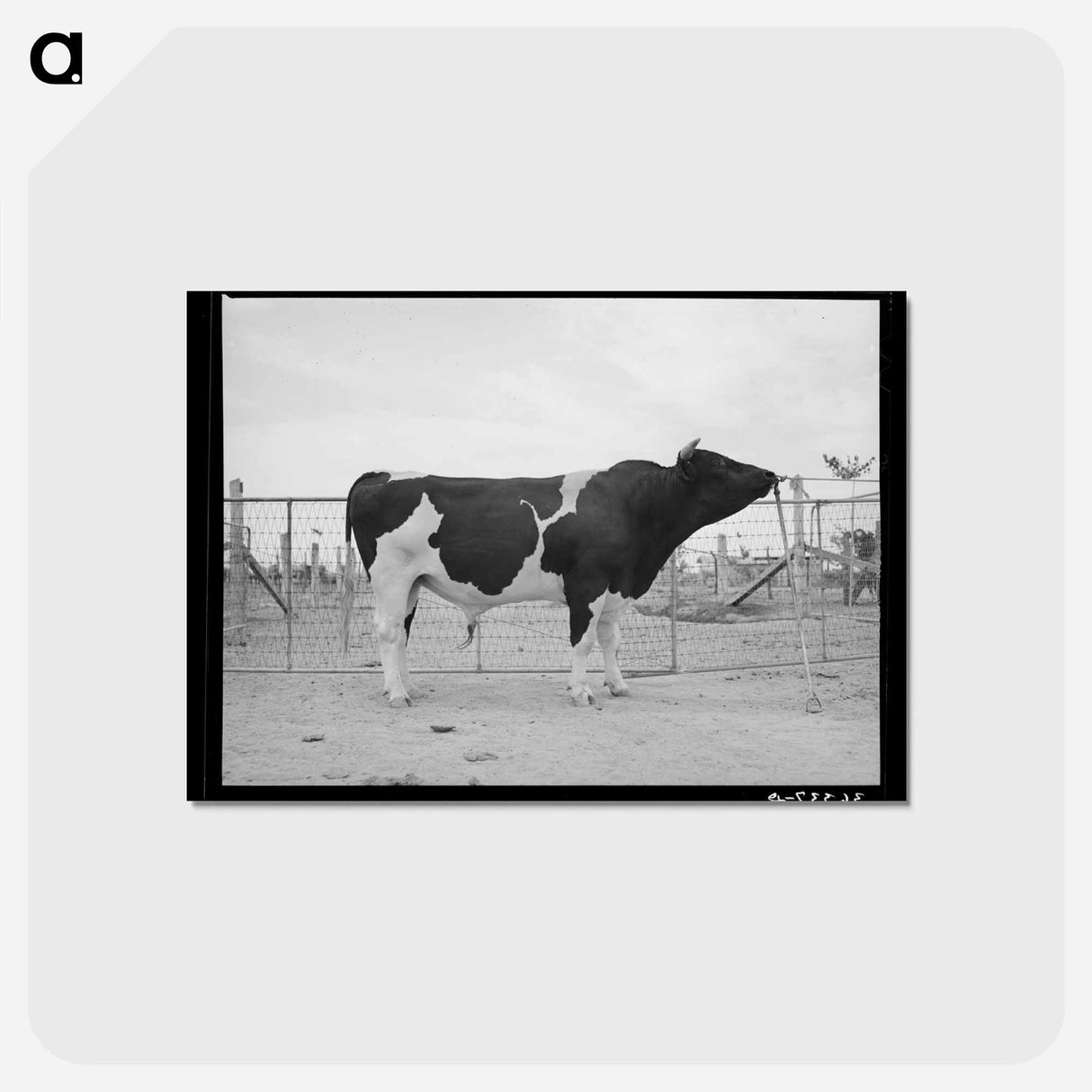 アートポストカード-Holstein Herd Bull
- ラッセル リー Postcard.