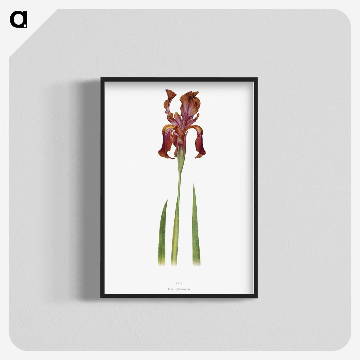 1-36_The-Genus-Iris_blk-crop