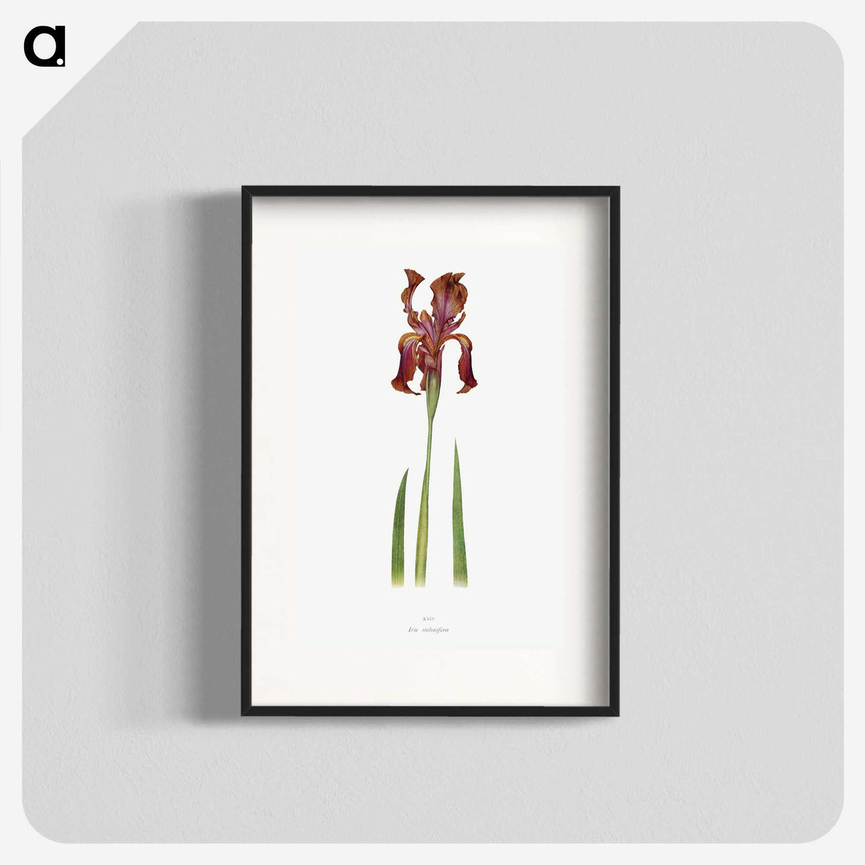 1-36_The-Genus-Iris_blk