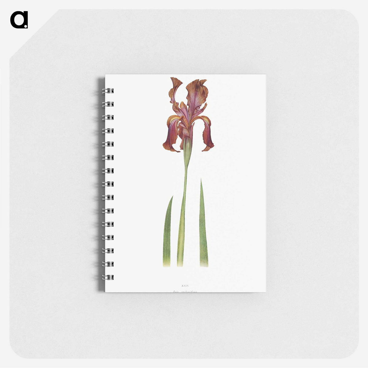 1-36_The-Genus-Iris_memo