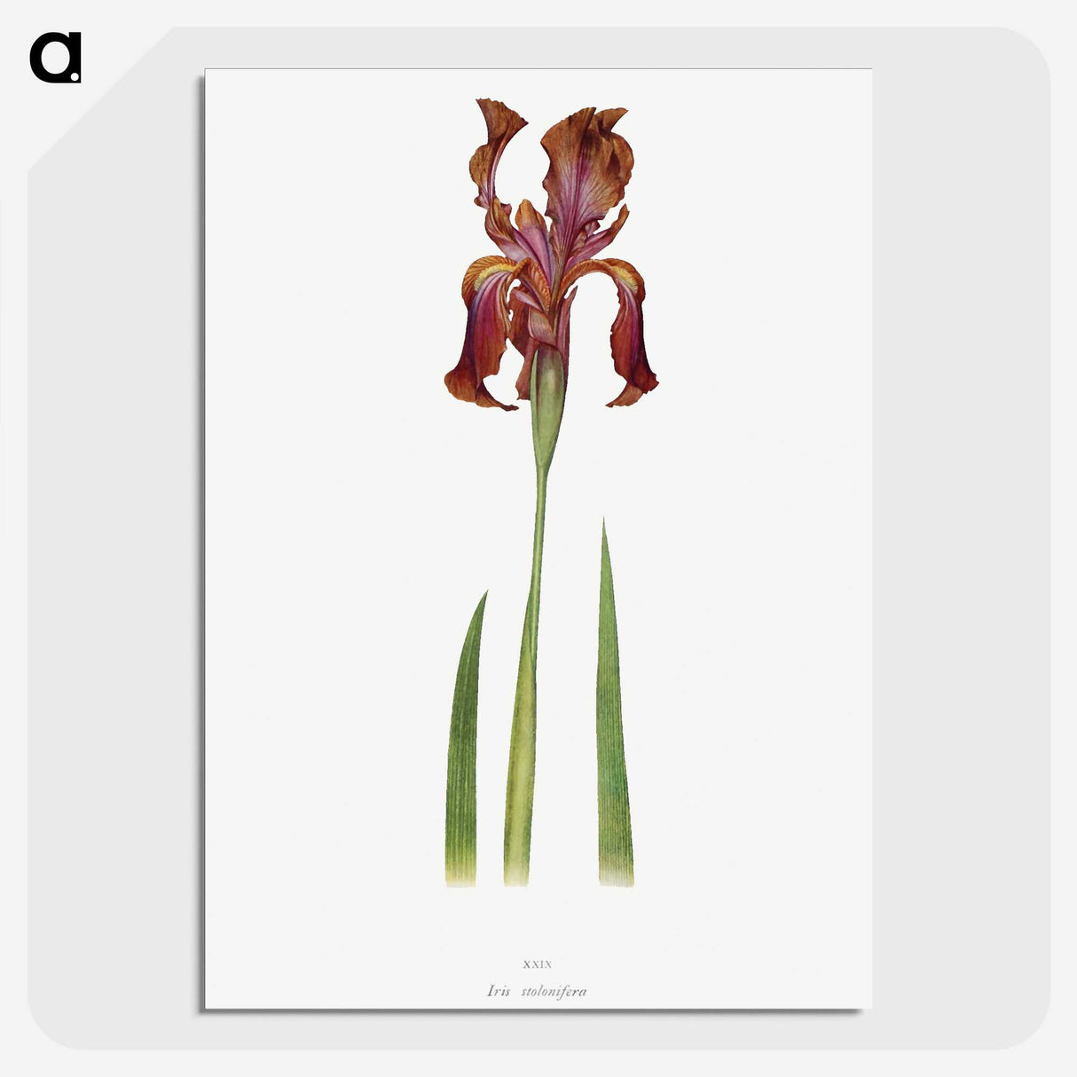 1-36_The-Genus-Iris_picture-crop