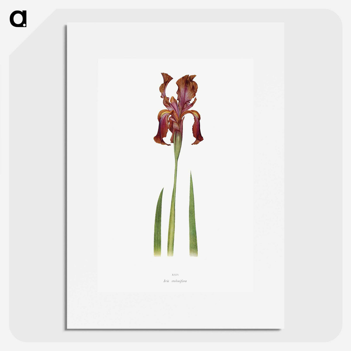 1-36_The-Genus-Iris_picture