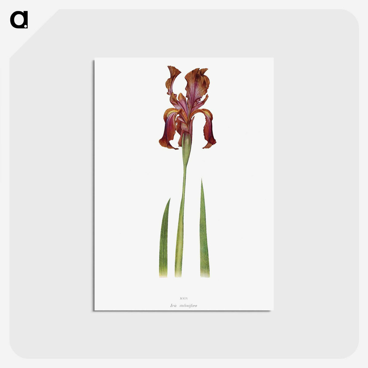 1-36_The-Genus-Iris_postcard