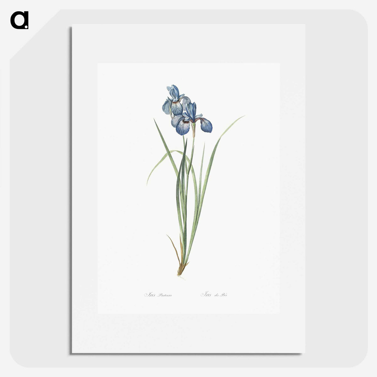 1-36_The-Lilies_picture