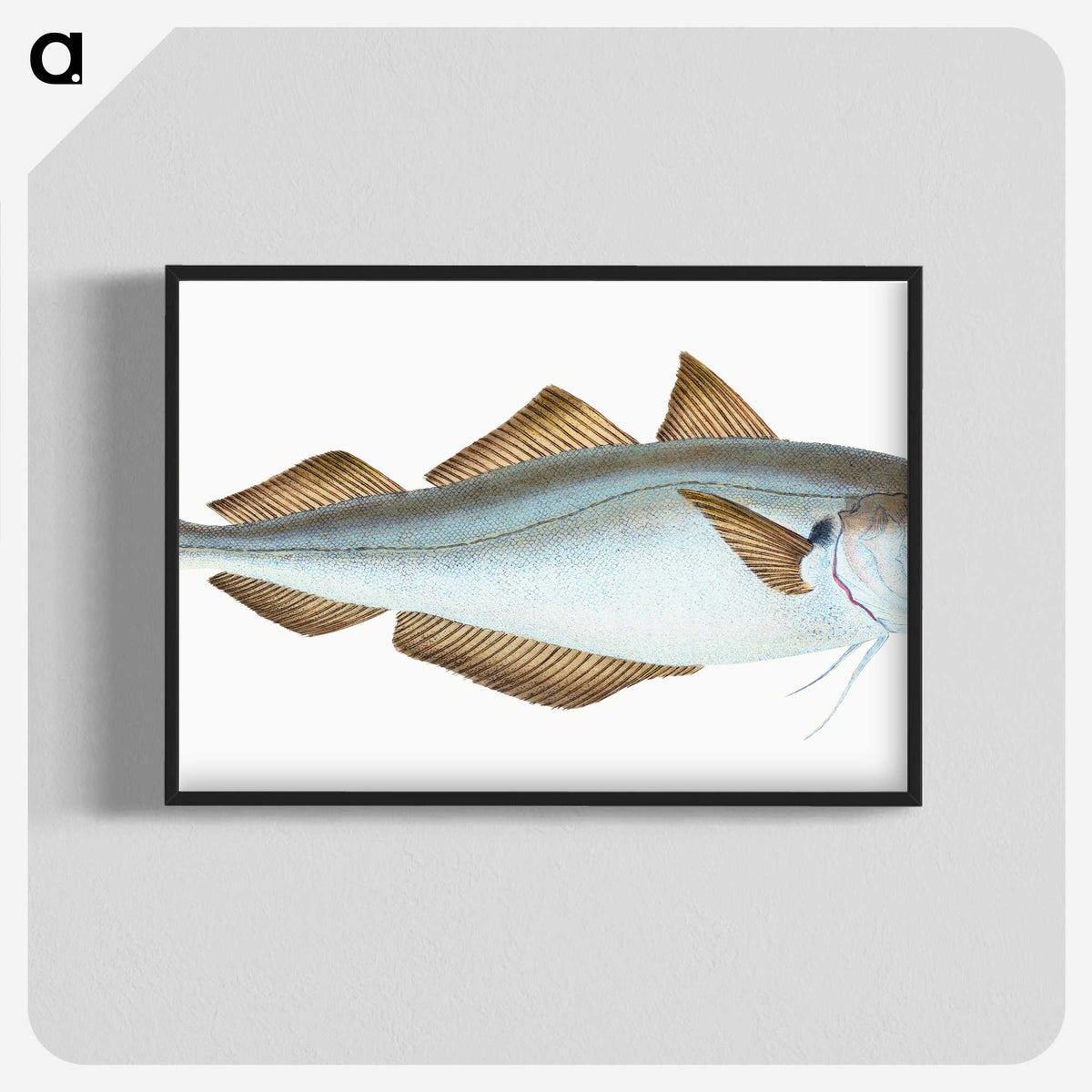 1-36_The-Natural-History-of-British-Fishes_blk-crop