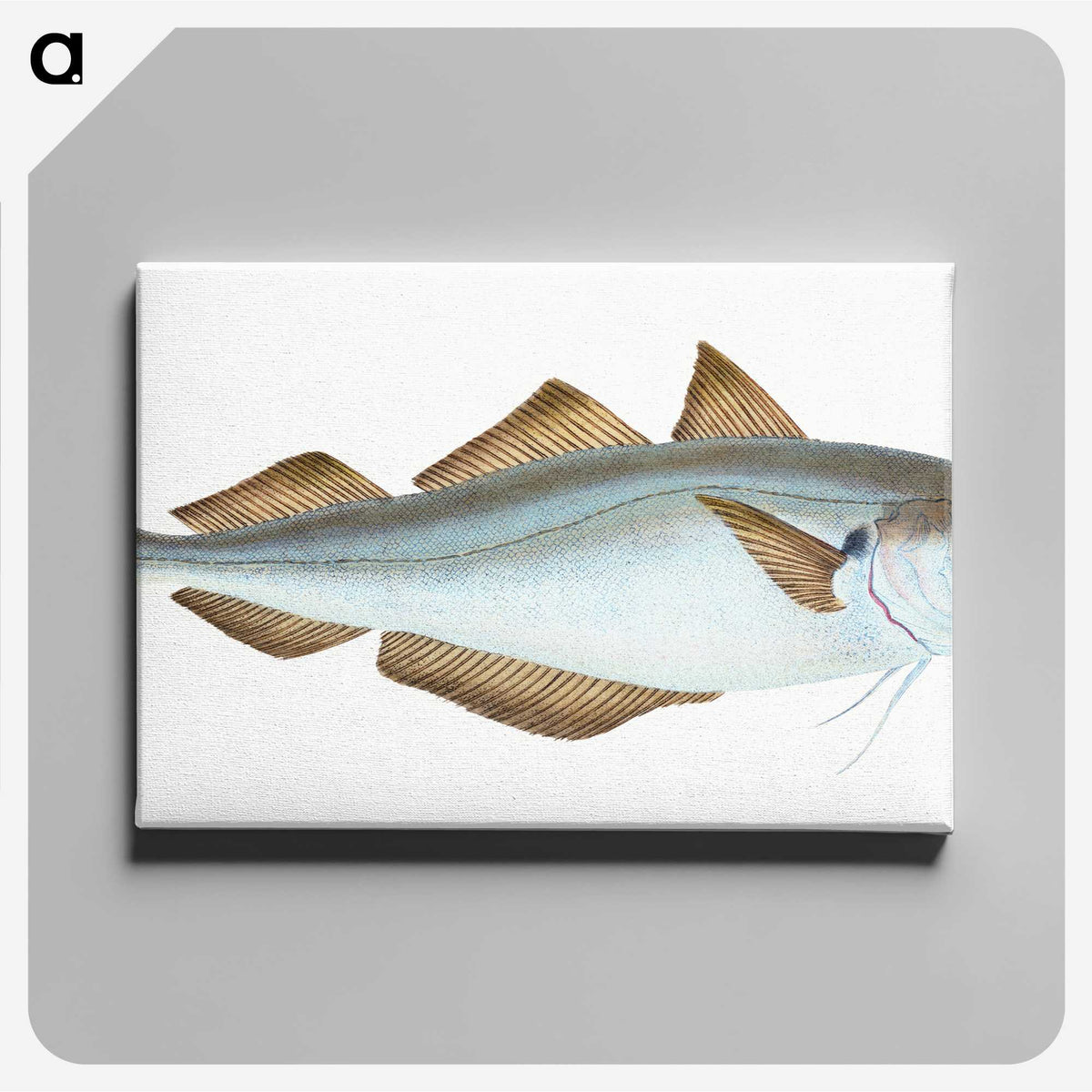 1-36_The-Natural-History-of-British-Fishes_canvas