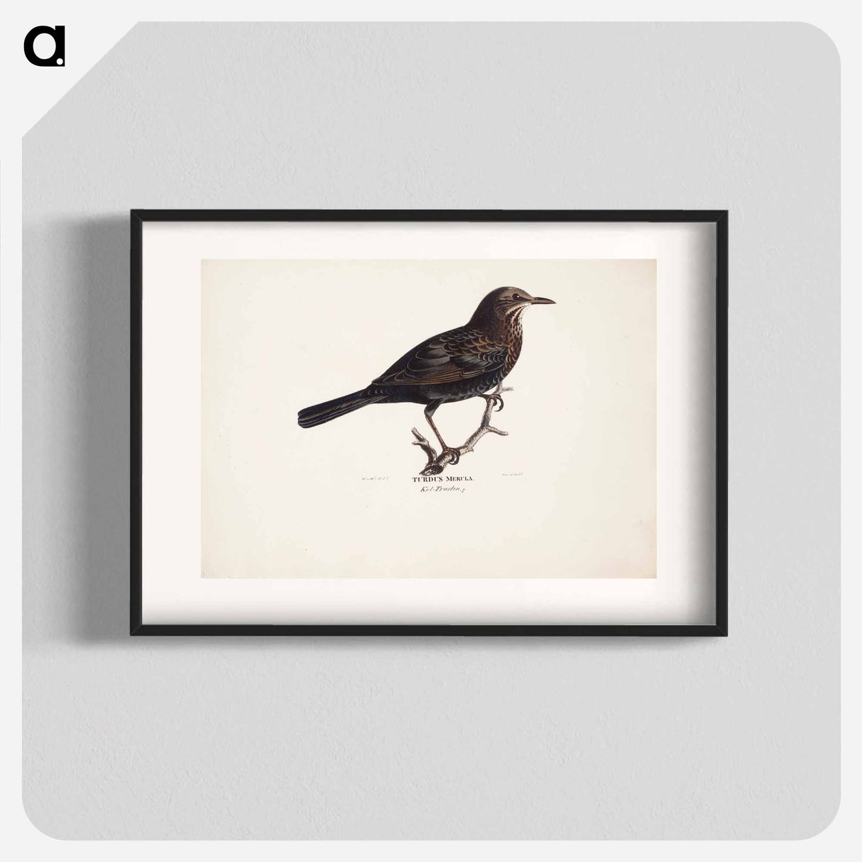 Female blackbird - ヴィルヘルム フォン ライト Poster.