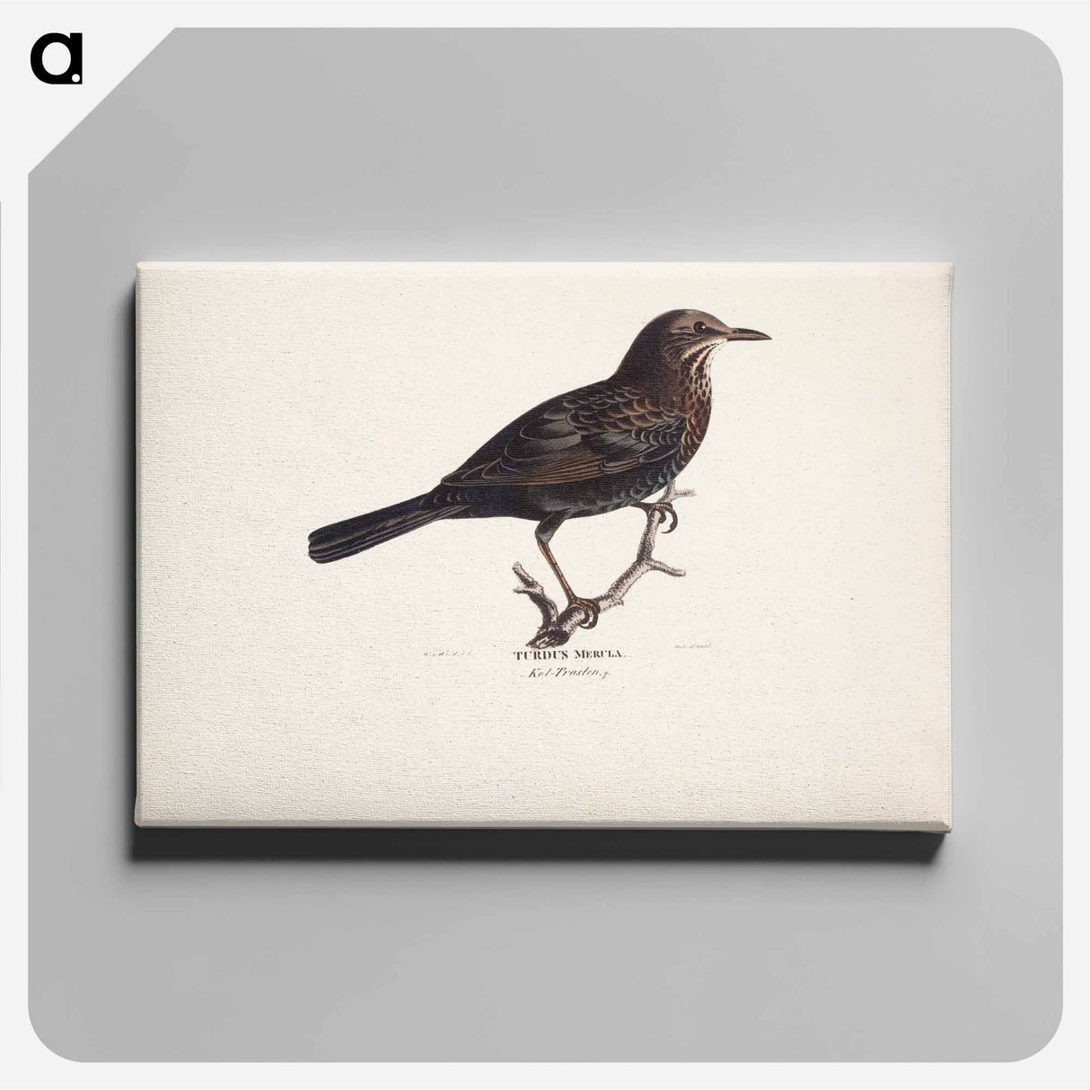 Female blackbird - Wilhelm von Wright Canvas.