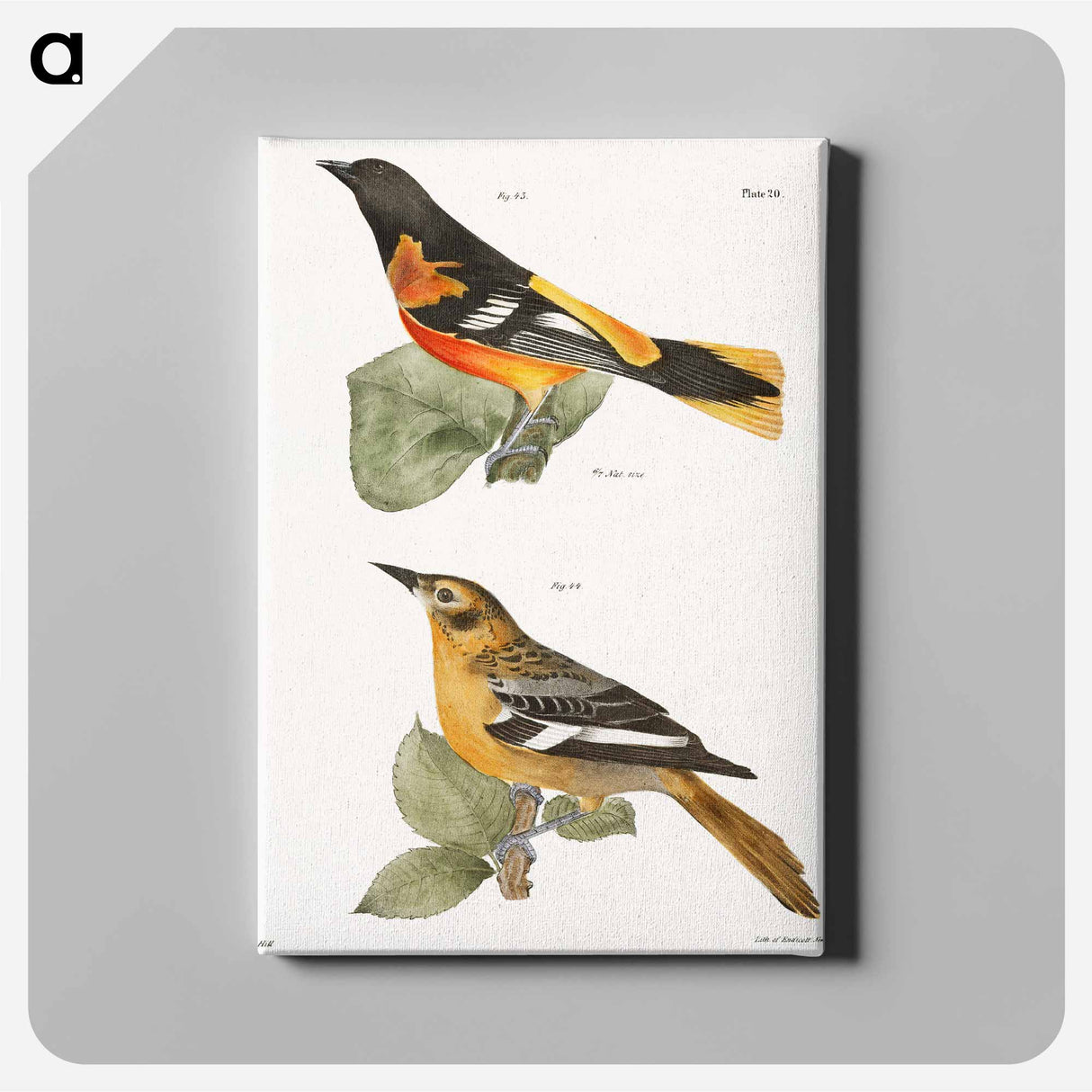 The Golden Oriole - ニューヨークの動物学 Canvas.