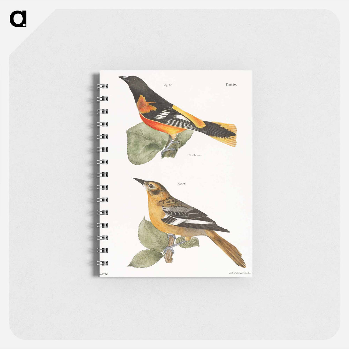 The Golden Oriole - ニューヨークの動物学 Memo.