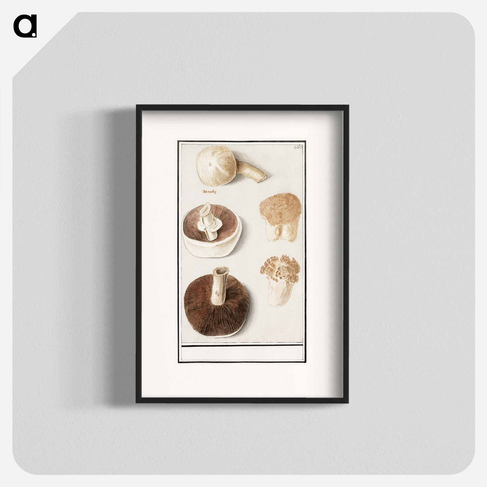 Common meadow mushroom - アンセルムス ボエティウス デ ブート Poster.