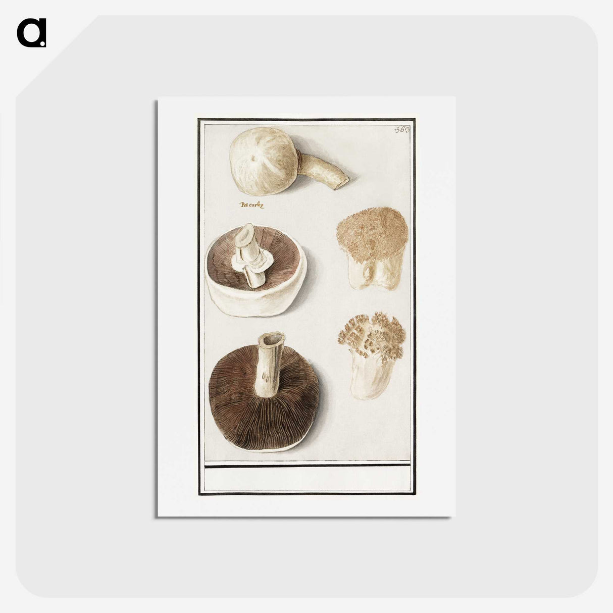 1-37_Anselmus-Boetius-de-Boodt_hagaki