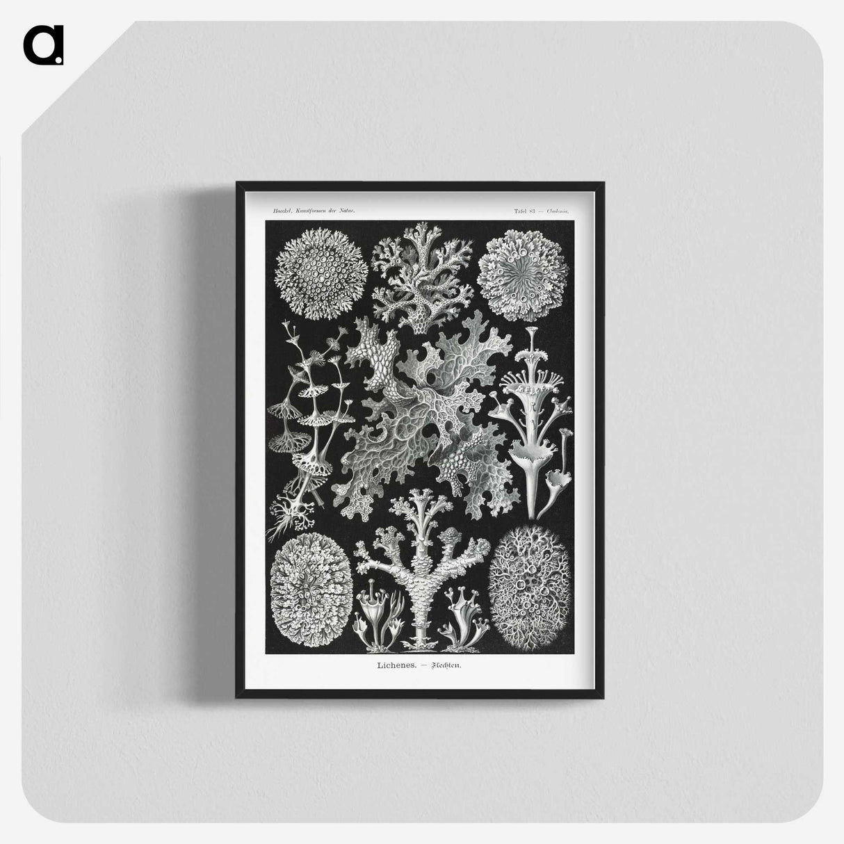 1-37_Ernst-Haeckel_blk-crop