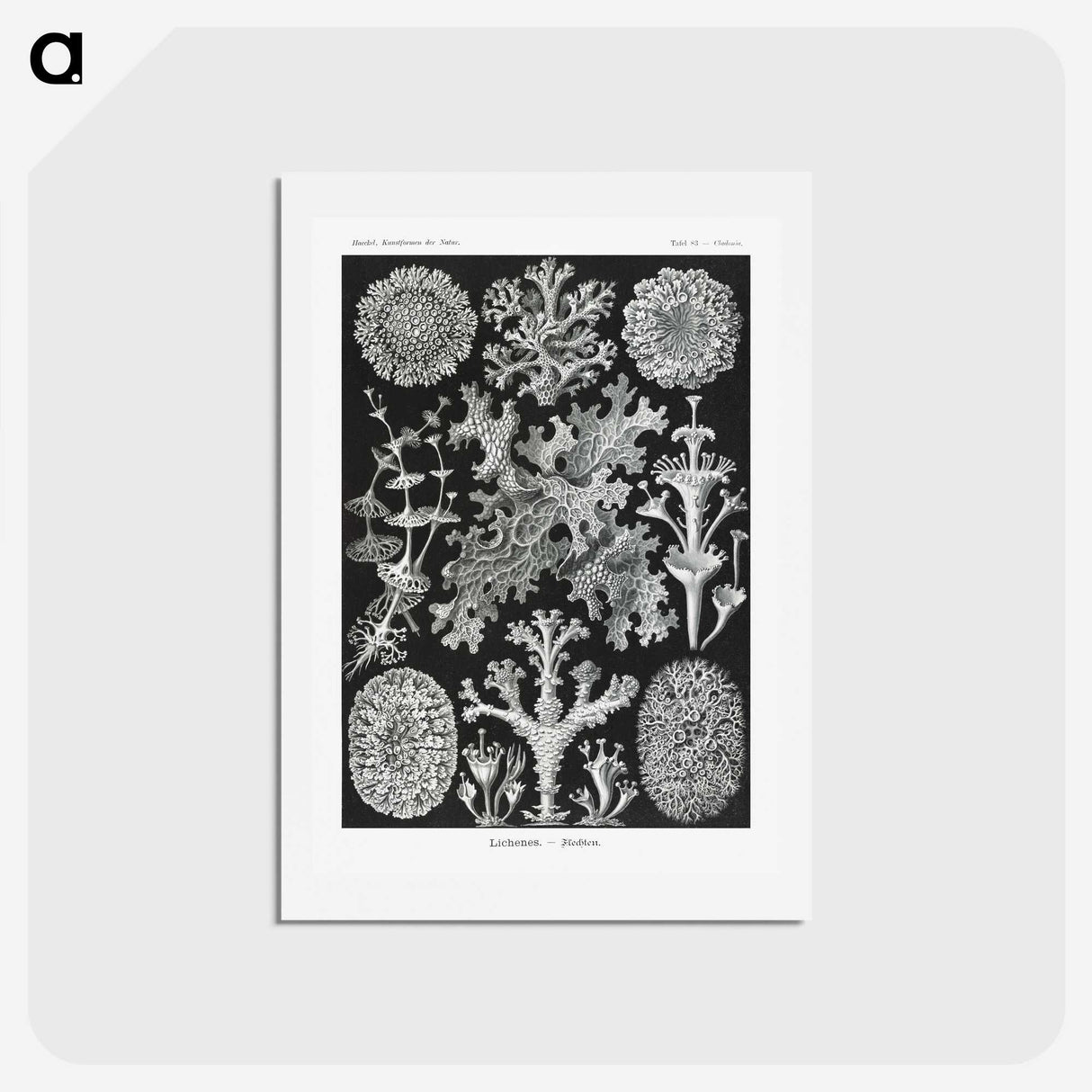 1-37_Ernst-Haeckel_hagaki