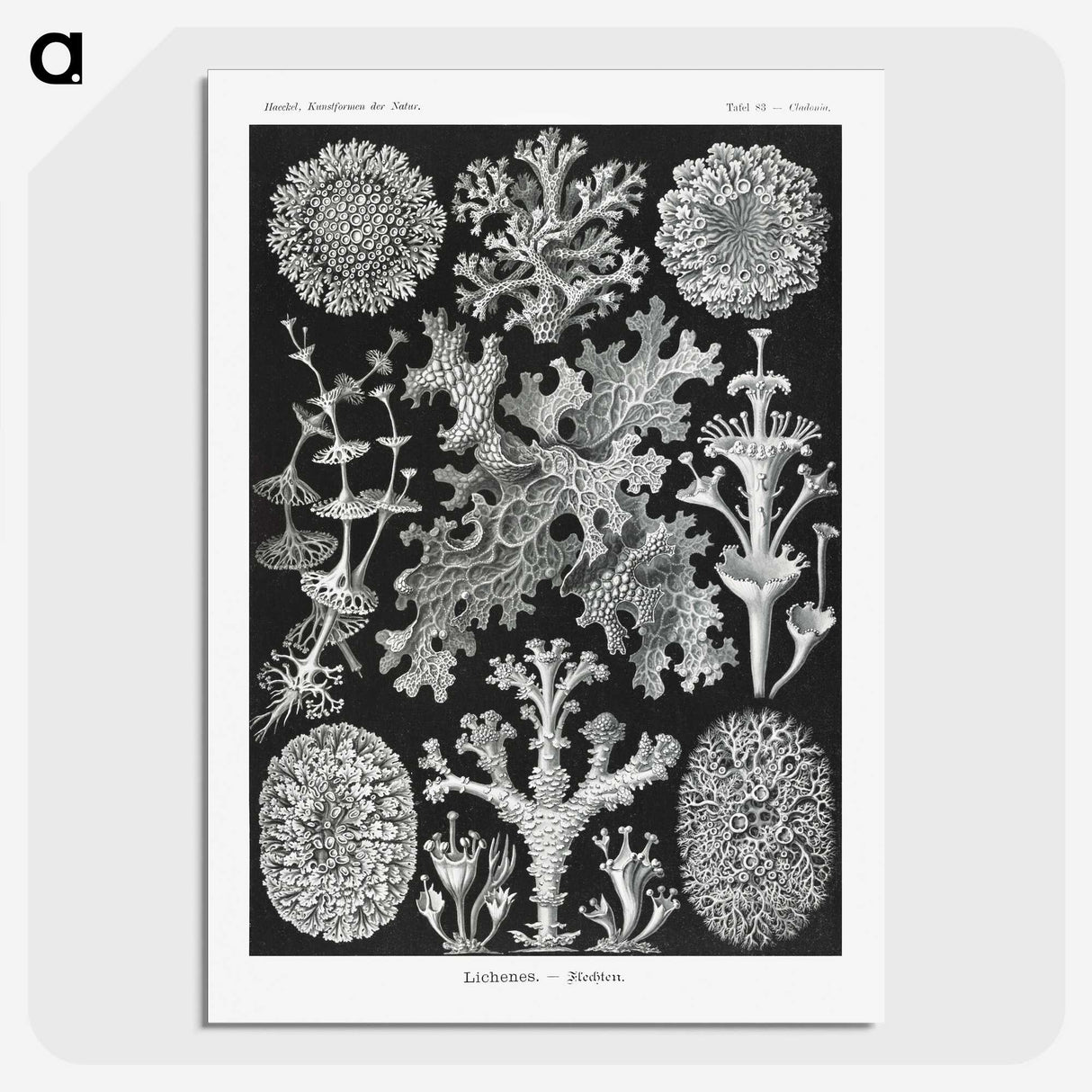 1-37_Ernst-Haeckel_picture-crop