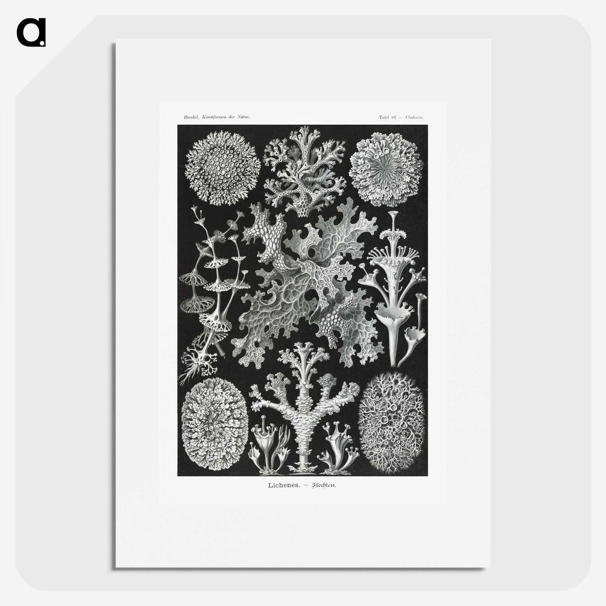1-37_Ernst-Haeckel_picture