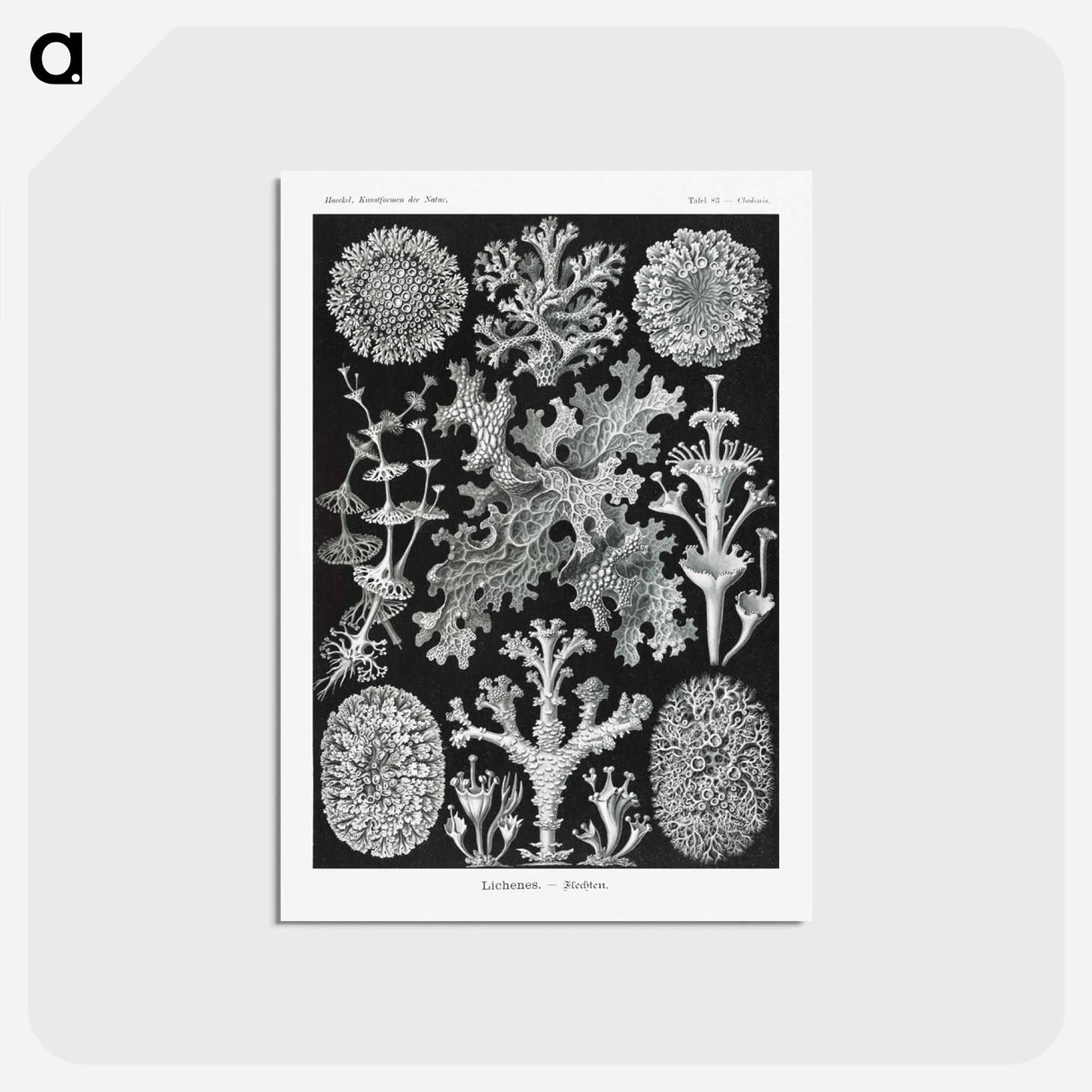 アートポストカード-Lichenes–Flechten - エルンスト ヘッケル Postcard.