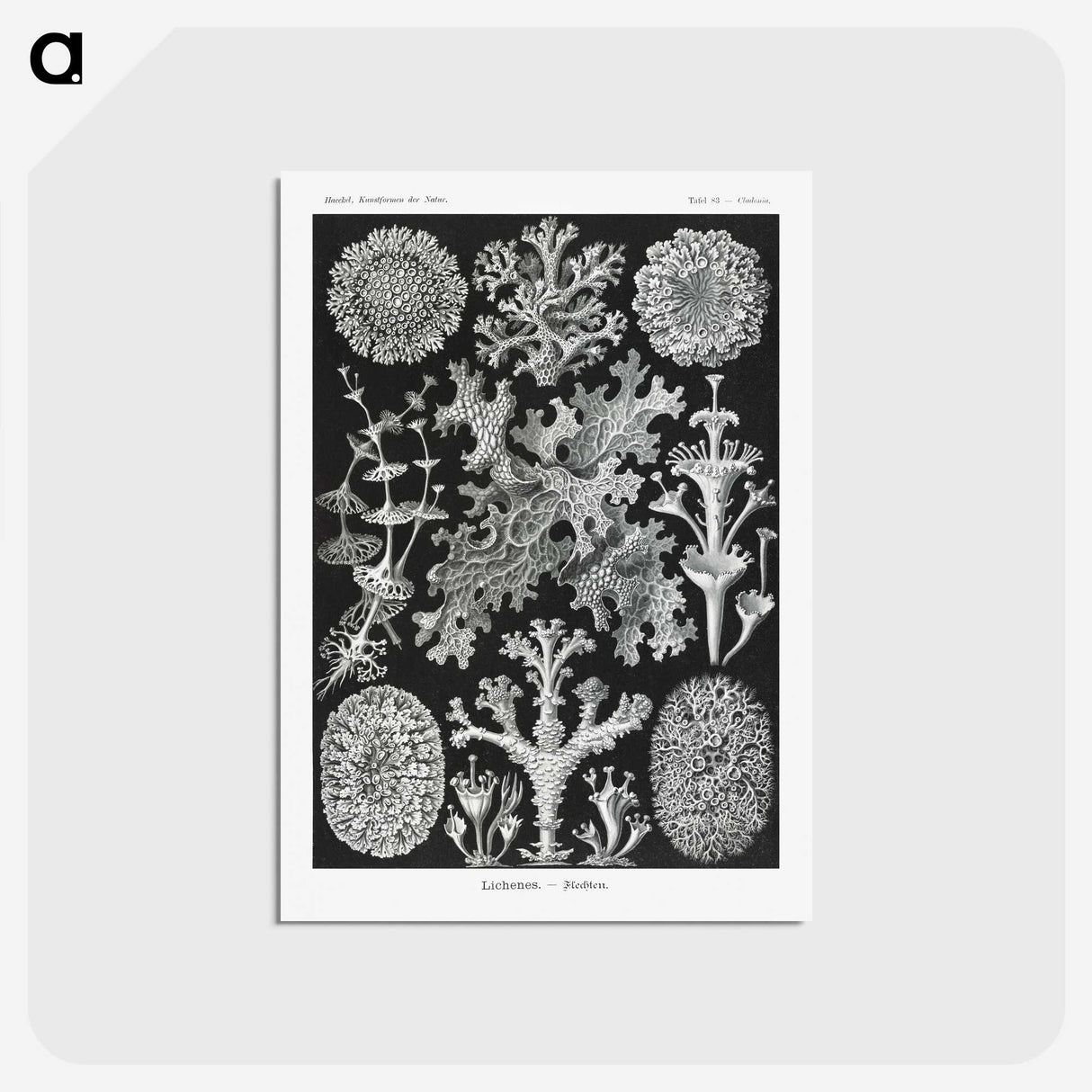 1-37_Ernst-Haeckel_postcard