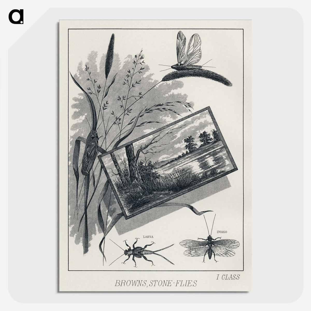 1-37_Favorite-Flies-and-Their-History_picture-crop