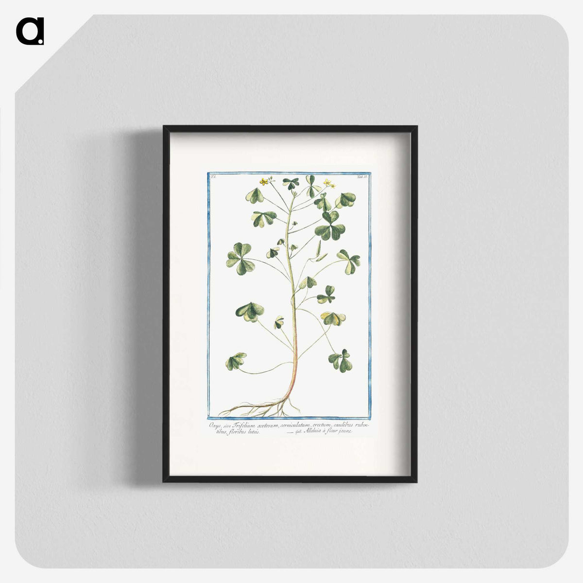 1-37_Hortus-Romanus-Botanical-Plates_blk